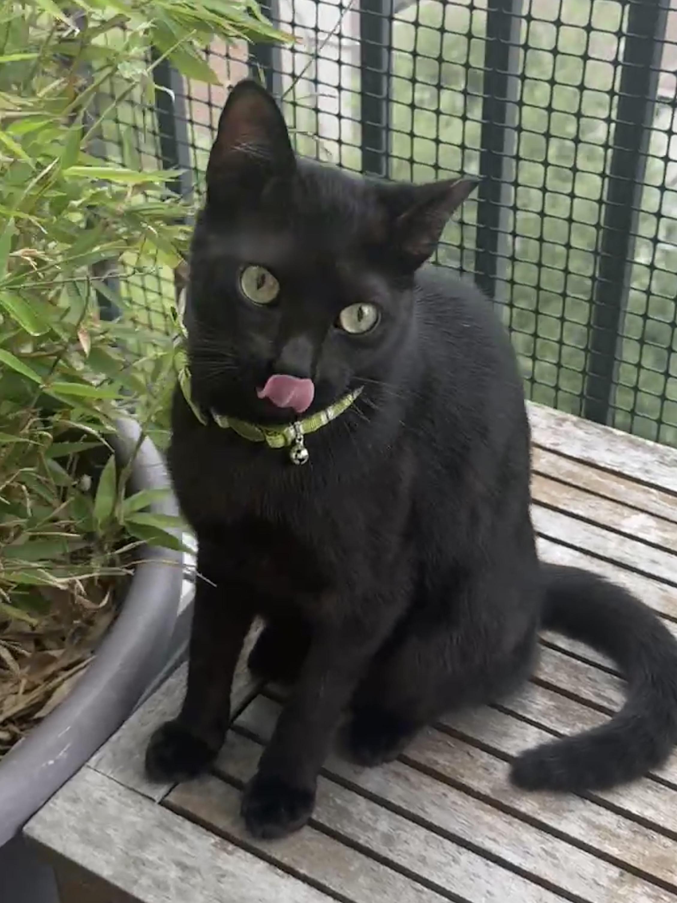 Enlarge Magic (purrs, belly rubs, & squishy balls), a Adoptable mixed breed in Houston, TX image 4/6