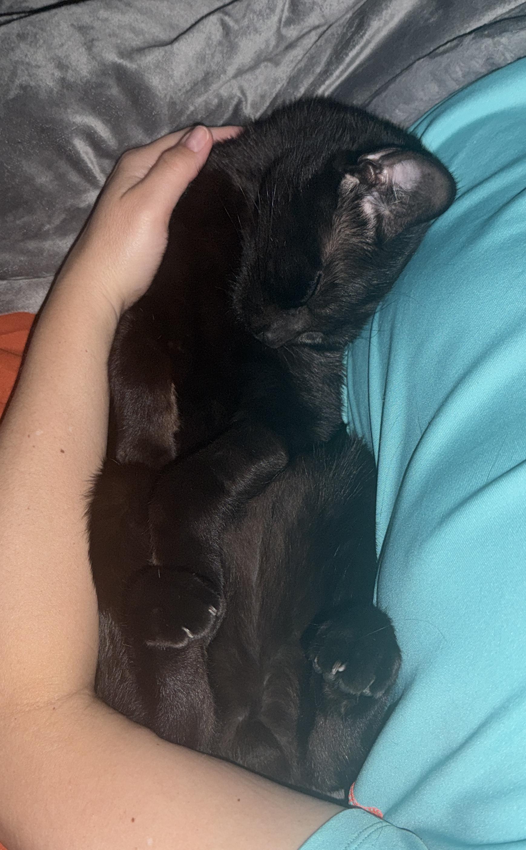 Enlarge Magic (purrs, belly rubs, & squishy balls), a Adoptable mixed breed in Houston, TX image 6/6