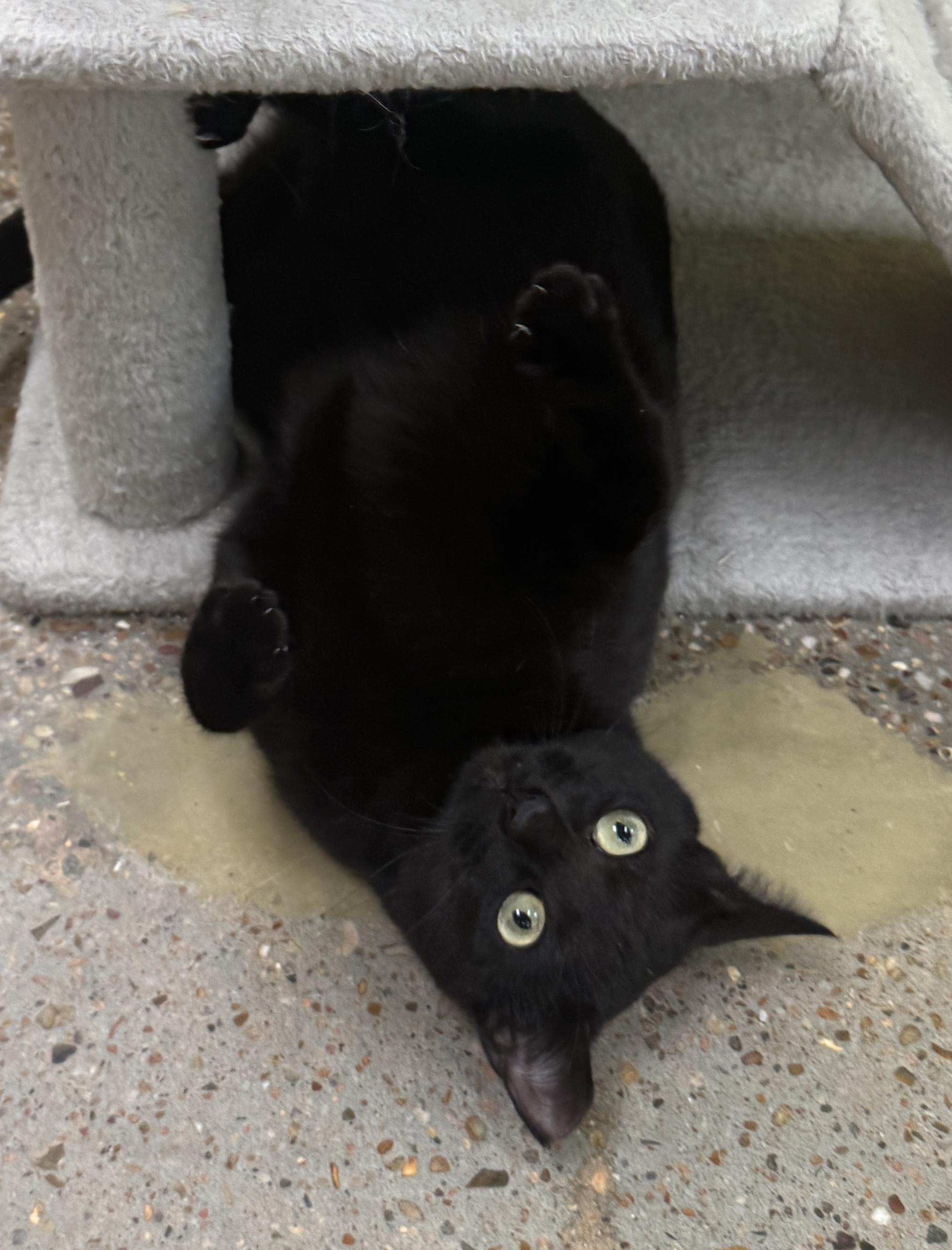 Magic (purrs, belly rubs, & squishy balls), Adoptable, Young Male Bombay & Domestic Short Hair.