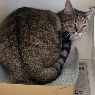 Yzma