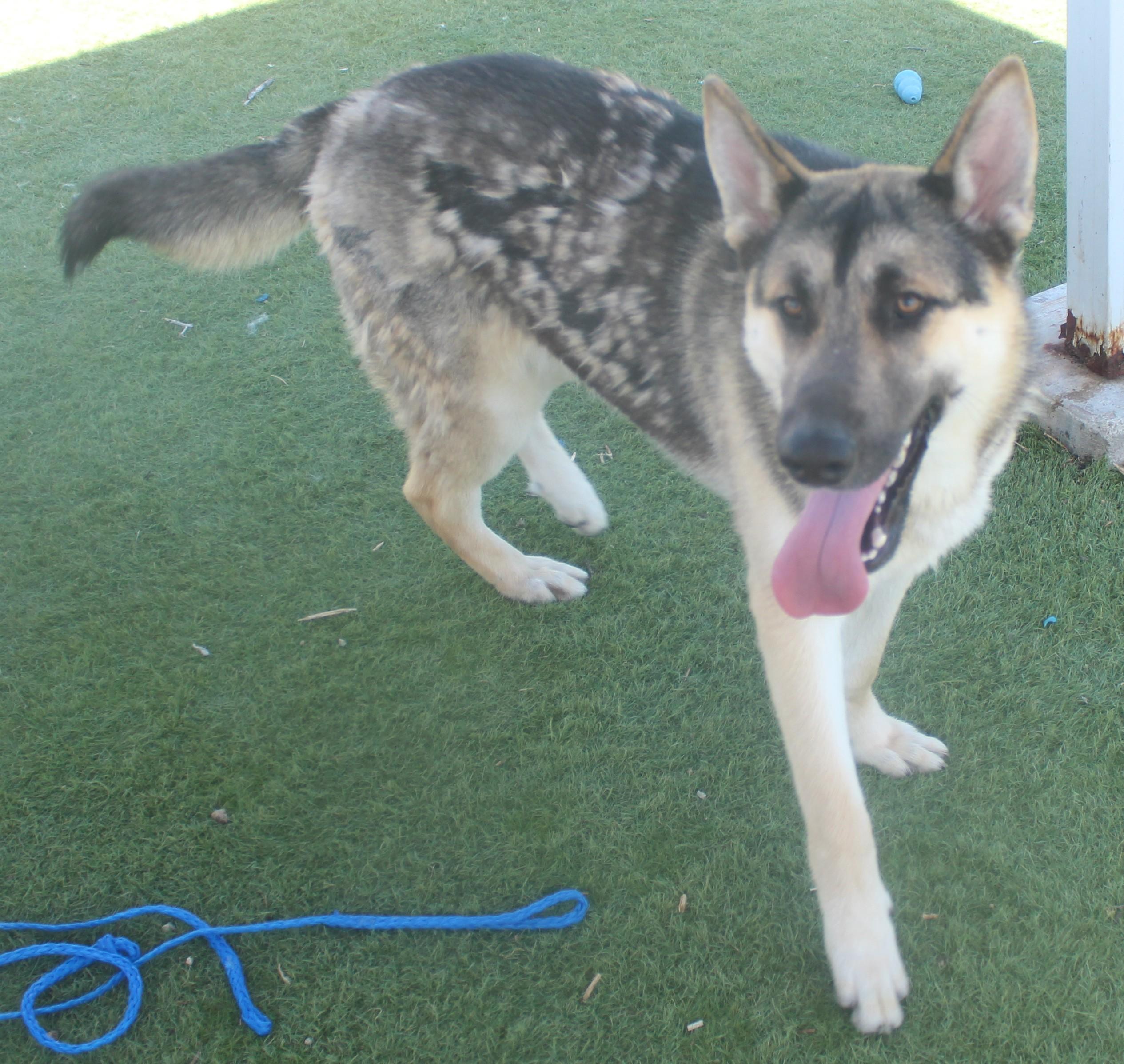 SAM , a ADOPTABLE Shepherd in Wasco, CA image 3/5