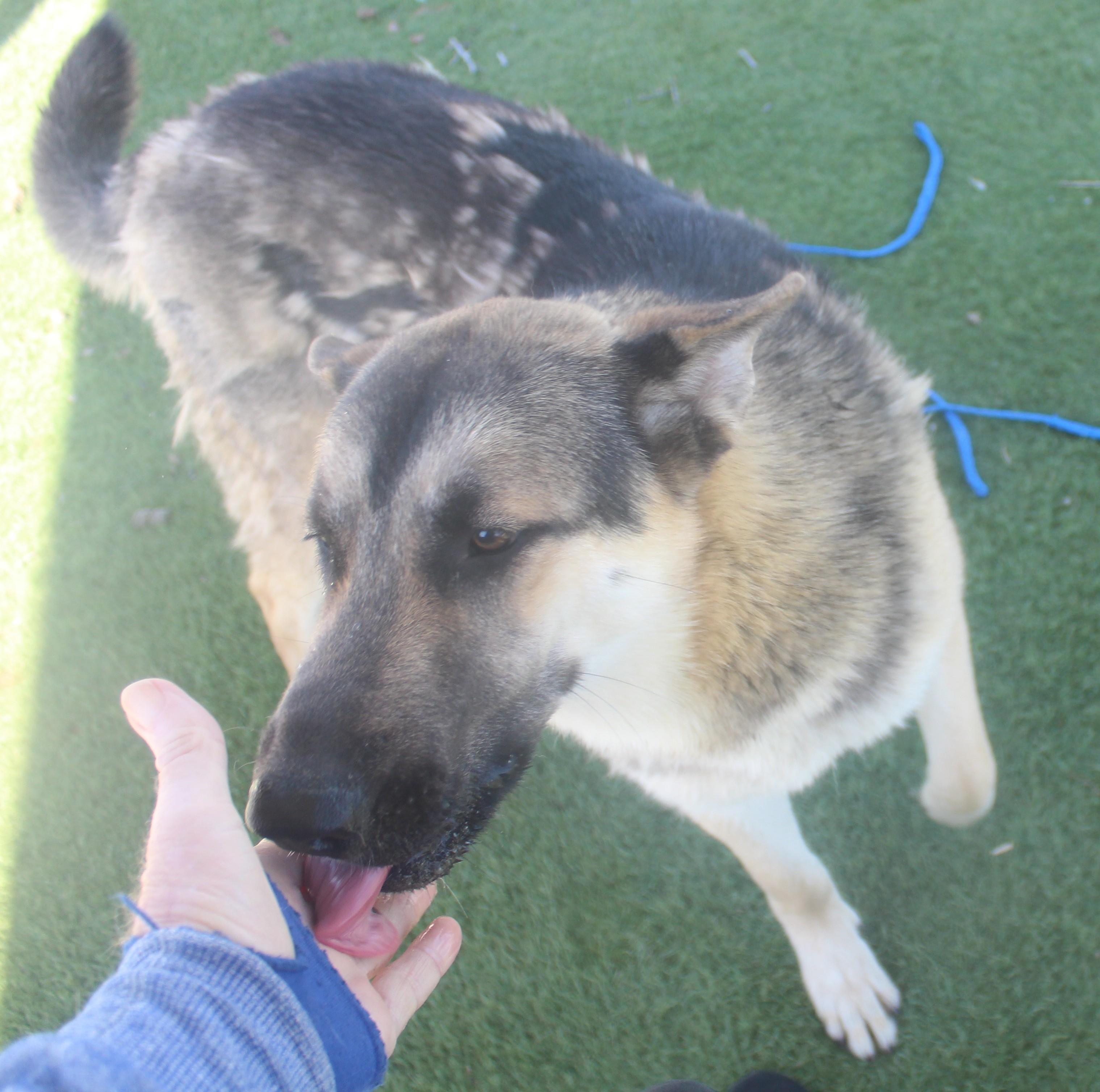 SAM , a ADOPTABLE Shepherd in Wasco, CA image 4/5
