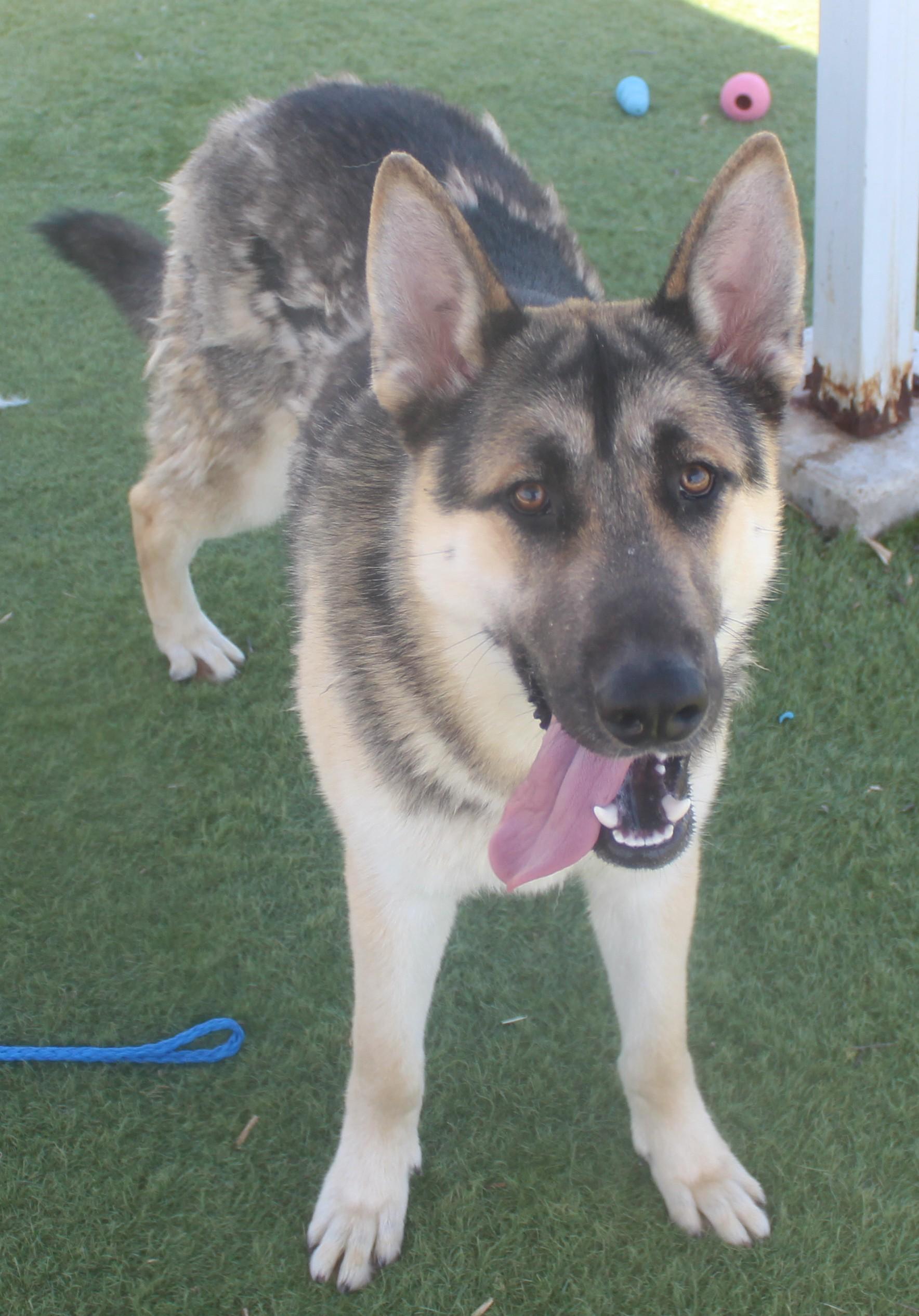 SAM , a ADOPTABLE Shepherd in Wasco, CA image 2/5