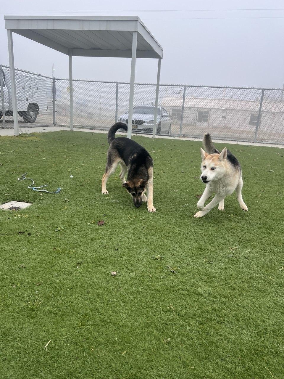 Enlarge SAM (AVAILABLE JANUARY 26, 2026), a ADOPTABLE Shepherd in Wasco, CA image 2/3