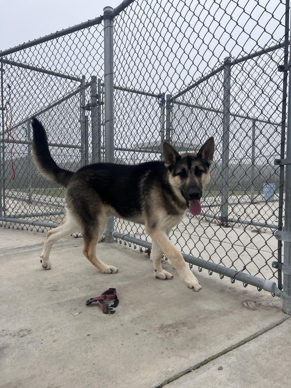 Enlarge SAM (AVAILABLE JANUARY 26, 2026), a ADOPTABLE Shepherd in Wasco, CA image 3/3