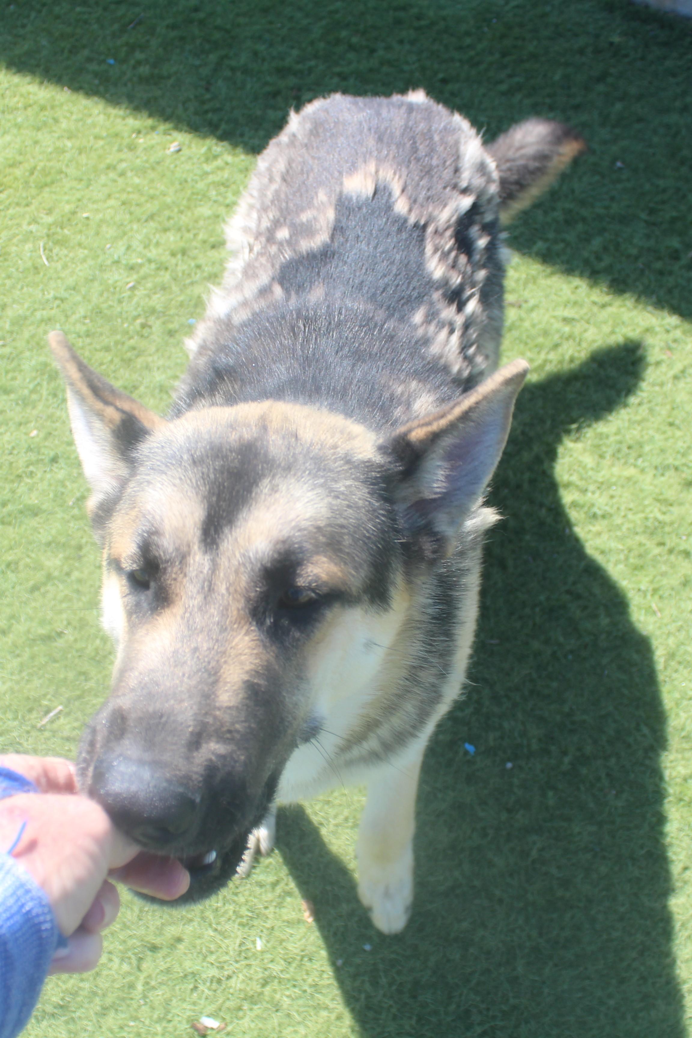 SAM , ADOPTABLE, Young Male Shepherd.