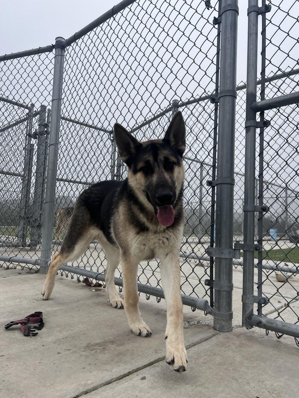 SAM (AVAILABLE JANUARY 26, 2026), ADOPTABLE, Young Male Shepherd.