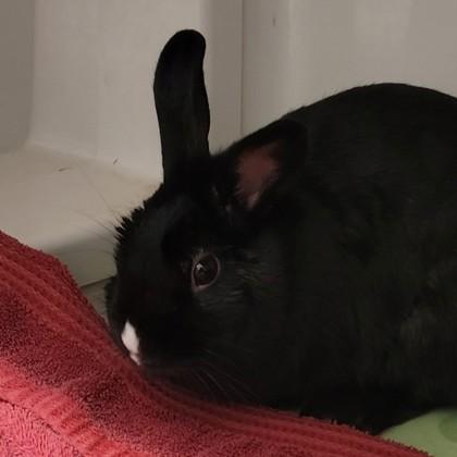 Enlarge Mint, a ADOPTABLE Bunny Rabbit in Hilliard, OH image 1/1