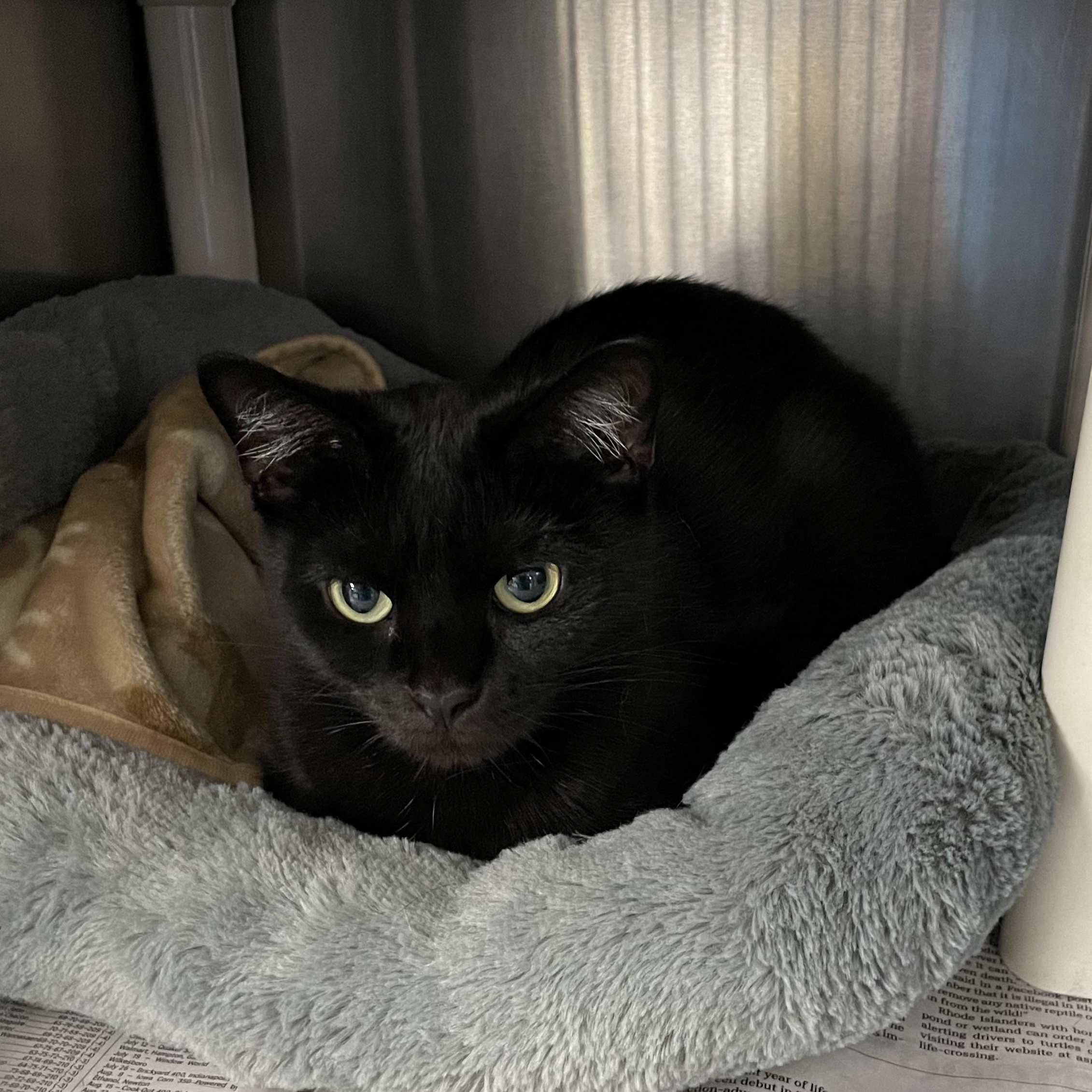 Enlarge Mavis, a Adoptable American Shorthair in North Kingstown, RI image 2/5