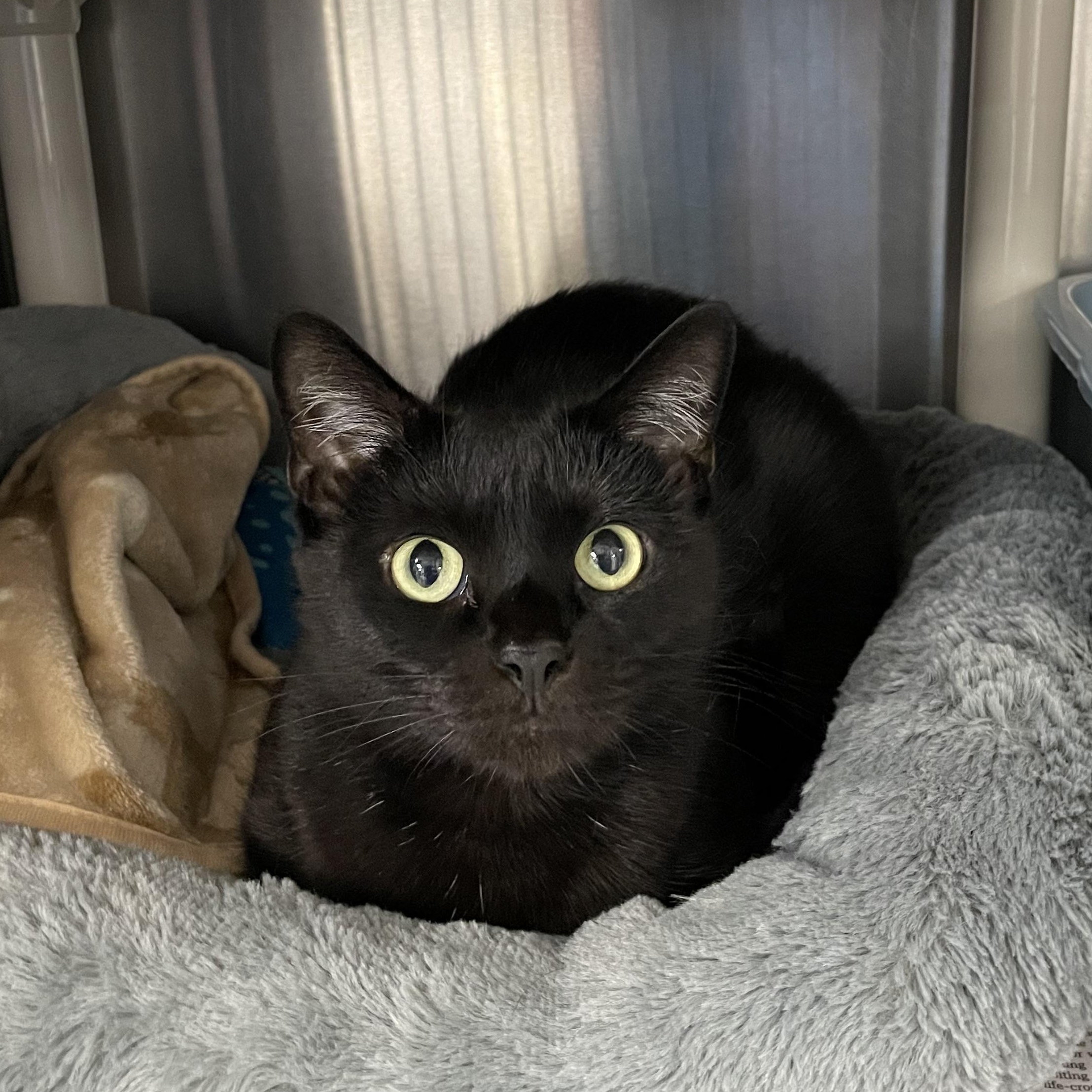 Enlarge Mavis, a Adoptable American Shorthair in North Kingstown, RI image 1/5