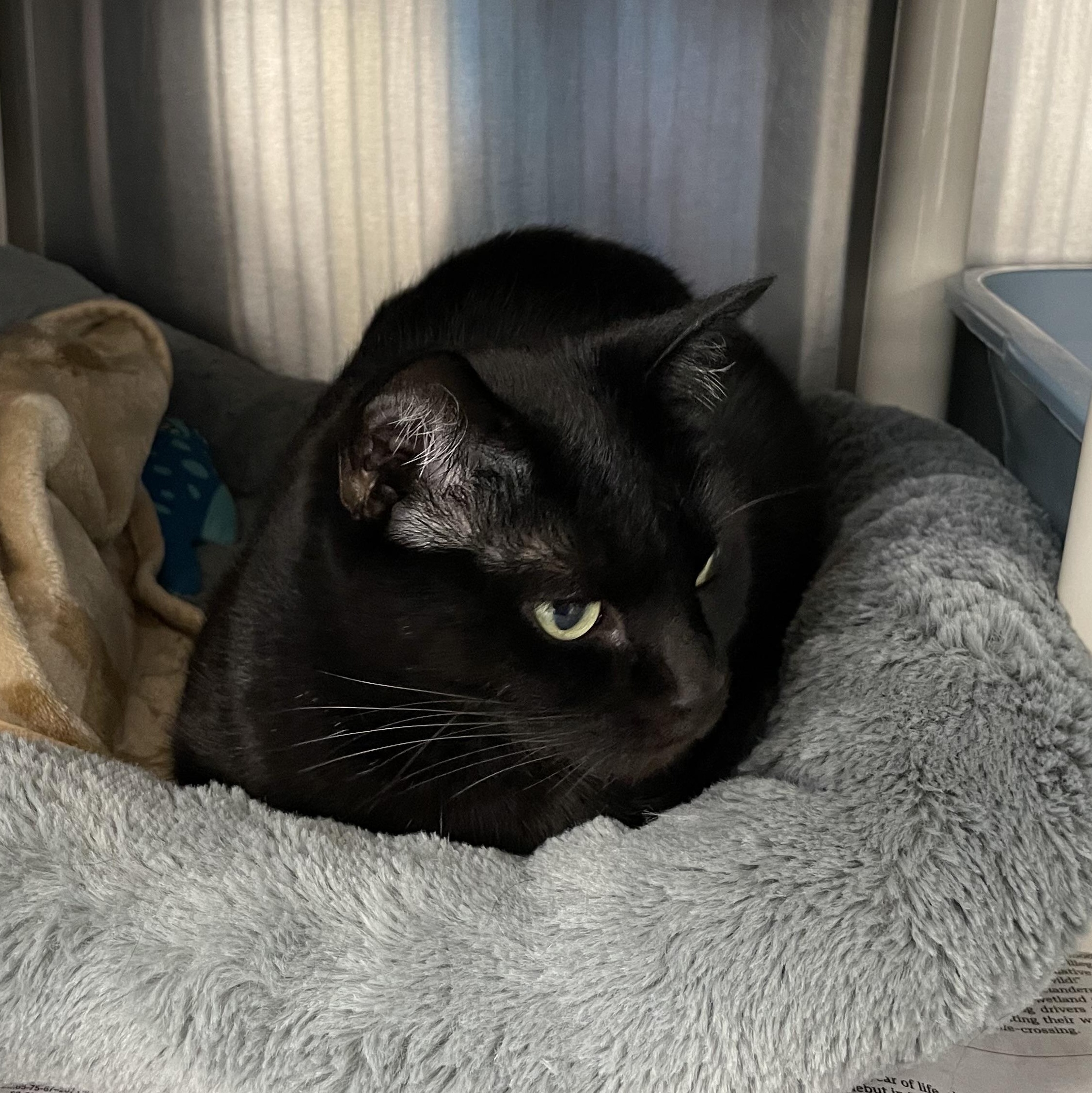Enlarge Mavis, a Adoptable American Shorthair in North Kingstown, RI image 3/5