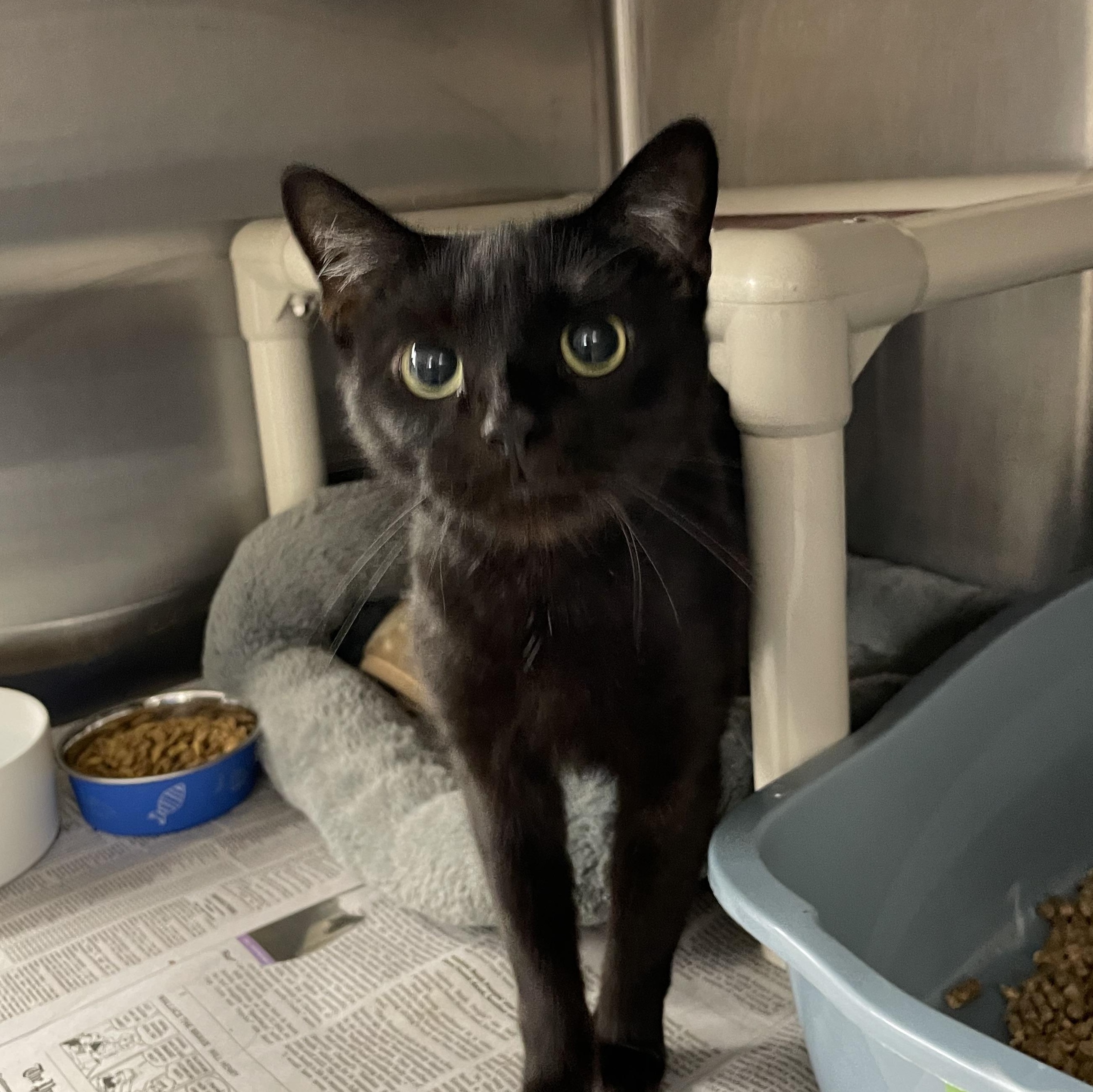 Enlarge Mavis, a Adoptable American Shorthair in North Kingstown, RI image 4/5