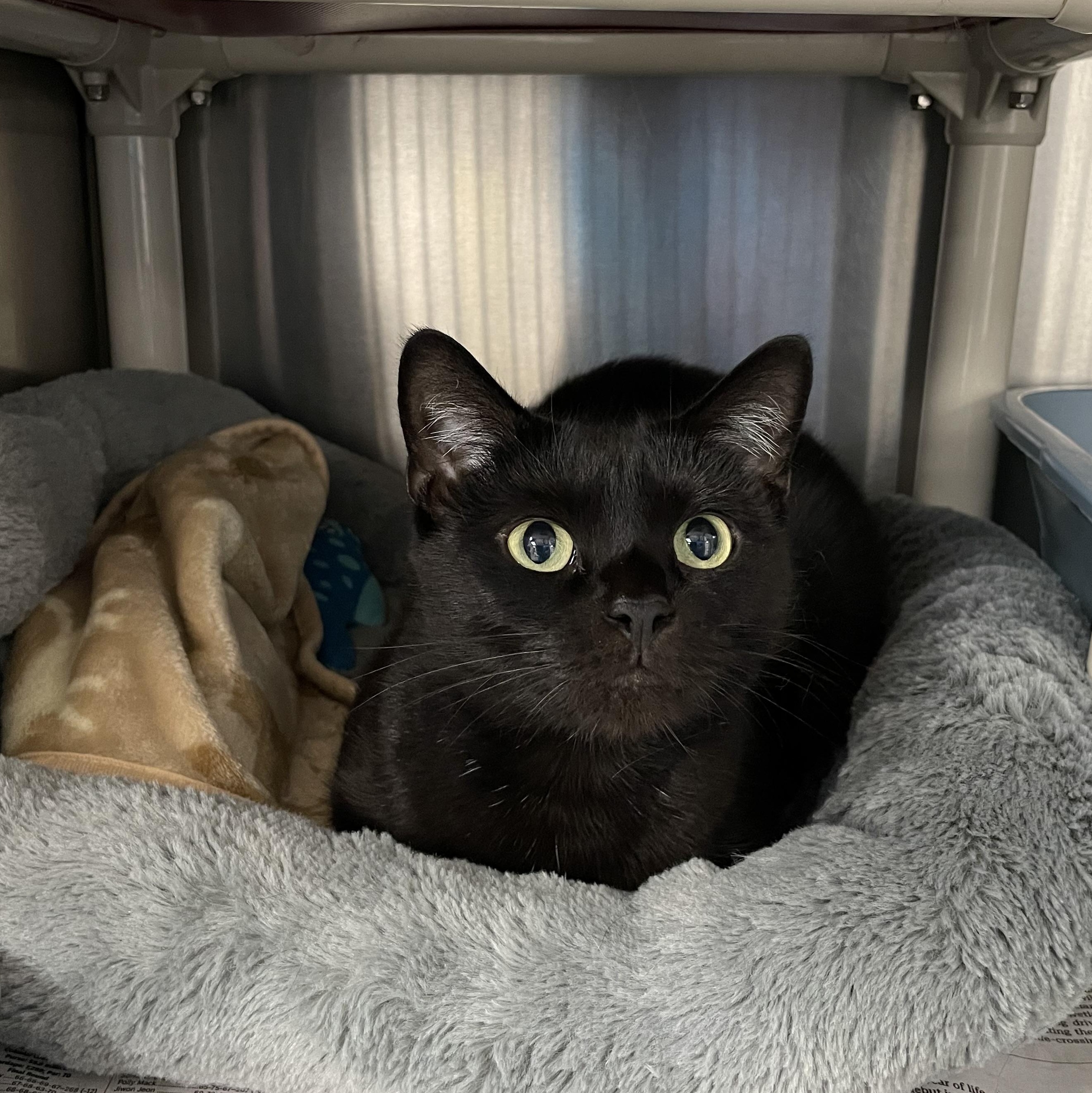 Enlarge Mavis, a Adoptable American Shorthair in North Kingstown, RI image 5/5