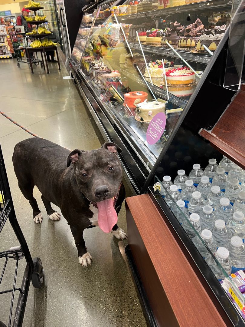 GT "Snuggles" - Gentle & Calm, Adopted, Adult Male American Staffordshire Terrier & Black Labrador Retriever.