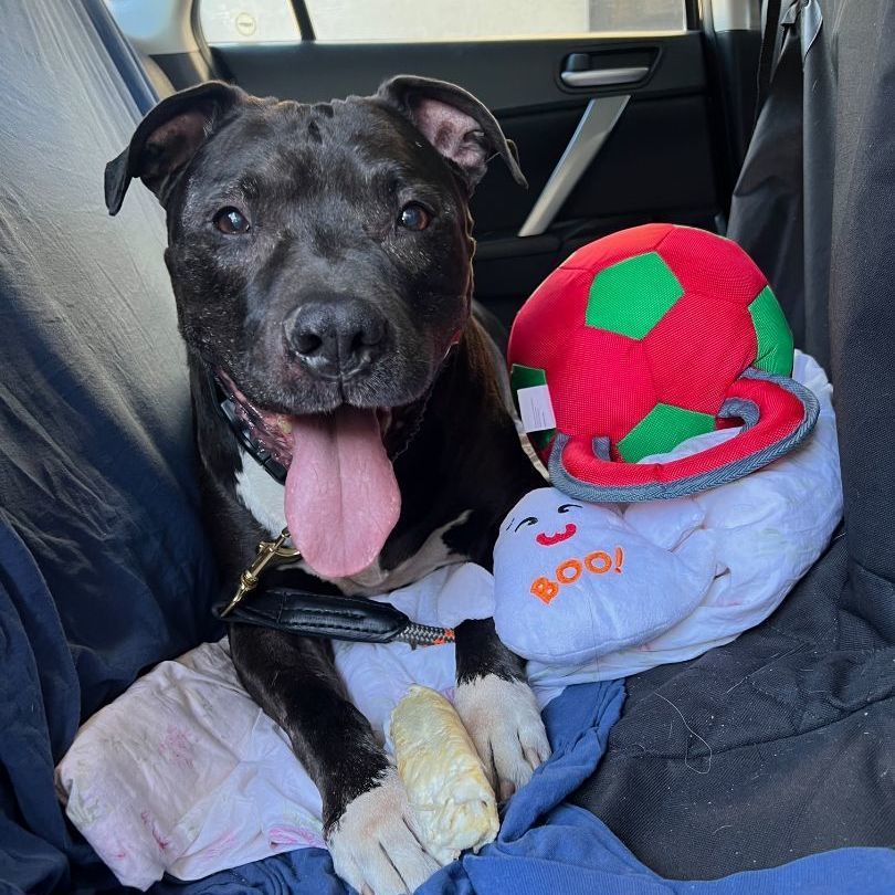 Enlarge GT "Snuggles" - Gentle & Calm, a Adopted mixed breed in Pleasant Hill, CA image 2/5