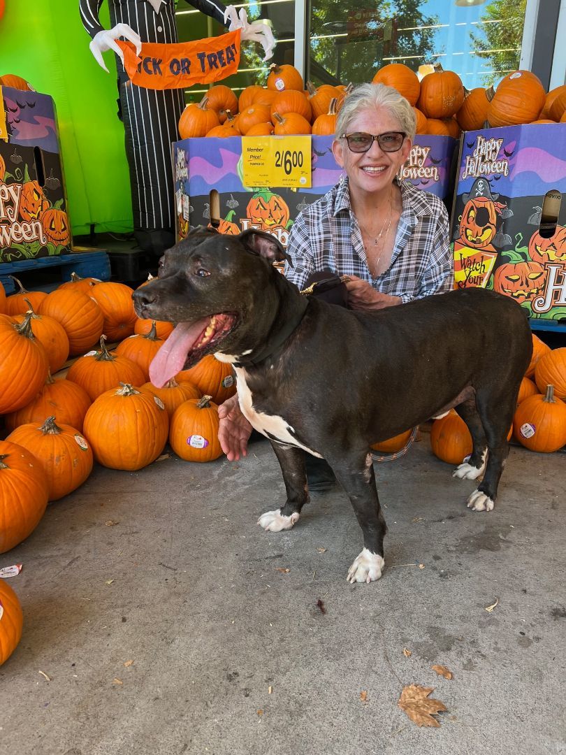 Enlarge GT "Snuggles" - Gentle & Calm, a Adopted mixed breed in Pleasant Hill, CA image 4/5