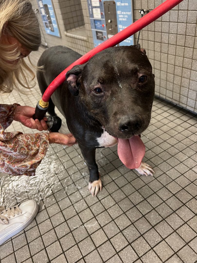 Enlarge GT "Snuggles" - Gentle & Calm, a Adopted mixed breed in Pleasant Hill, CA image 5/5