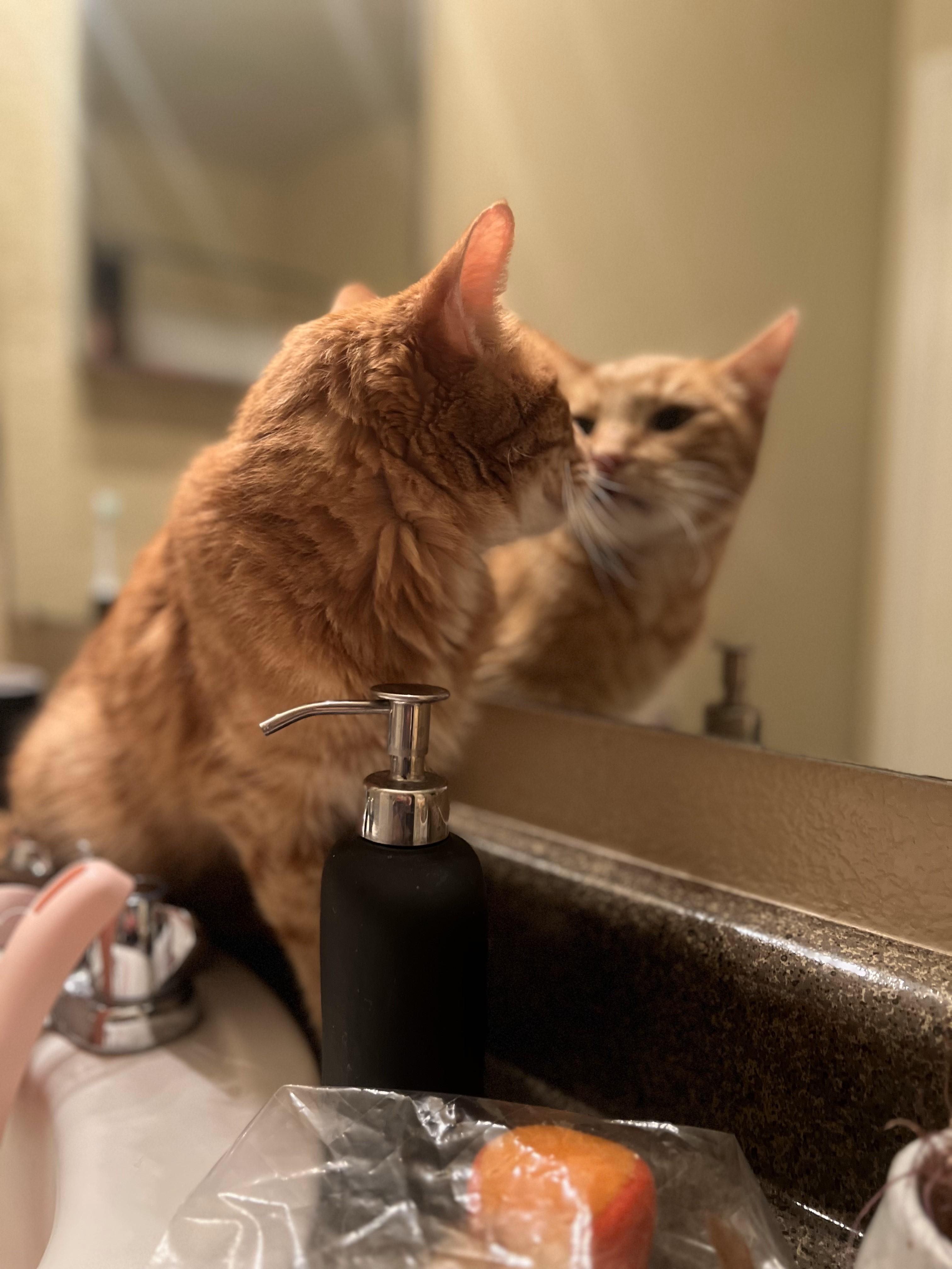 Wesley, an adoptable Domestic Short Hair in Roseville, CA, 95747 | Photo Image 2