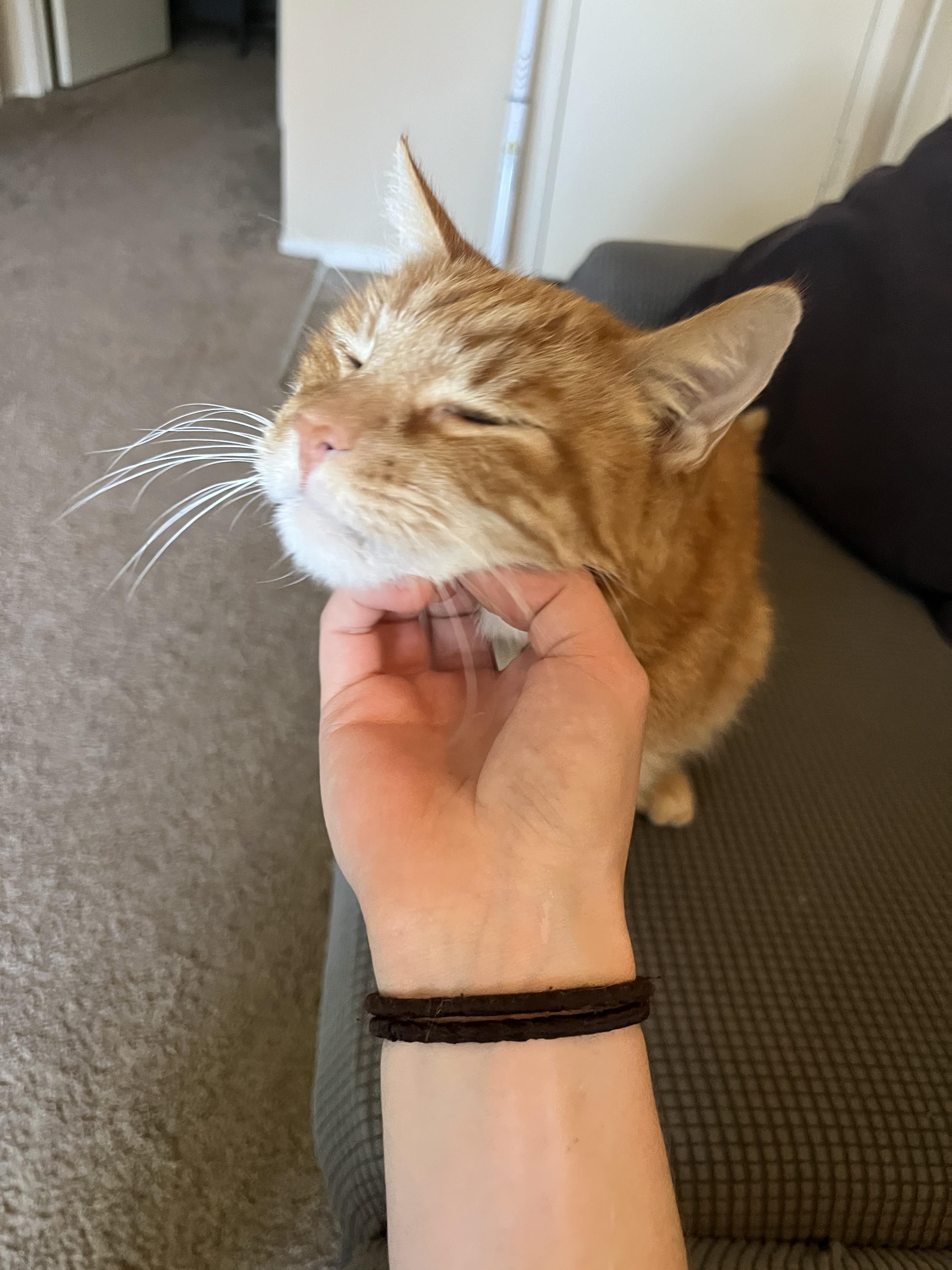 Wesley, an adoptable Domestic Short Hair in Roseville, CA, 95747 | Photo Image 1