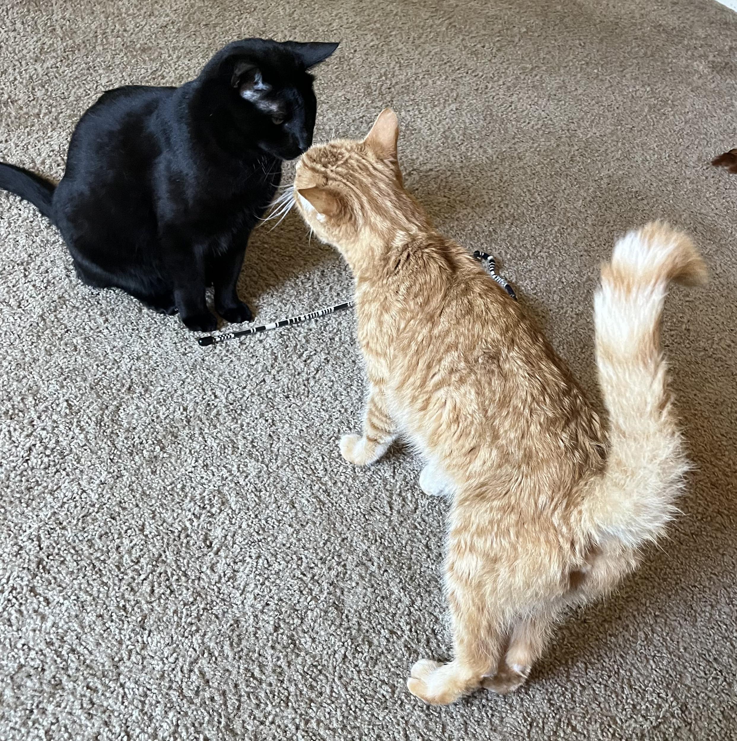 Wesley, an adoptable Domestic Short Hair in Roseville, CA, 95747 | Photo Image 4