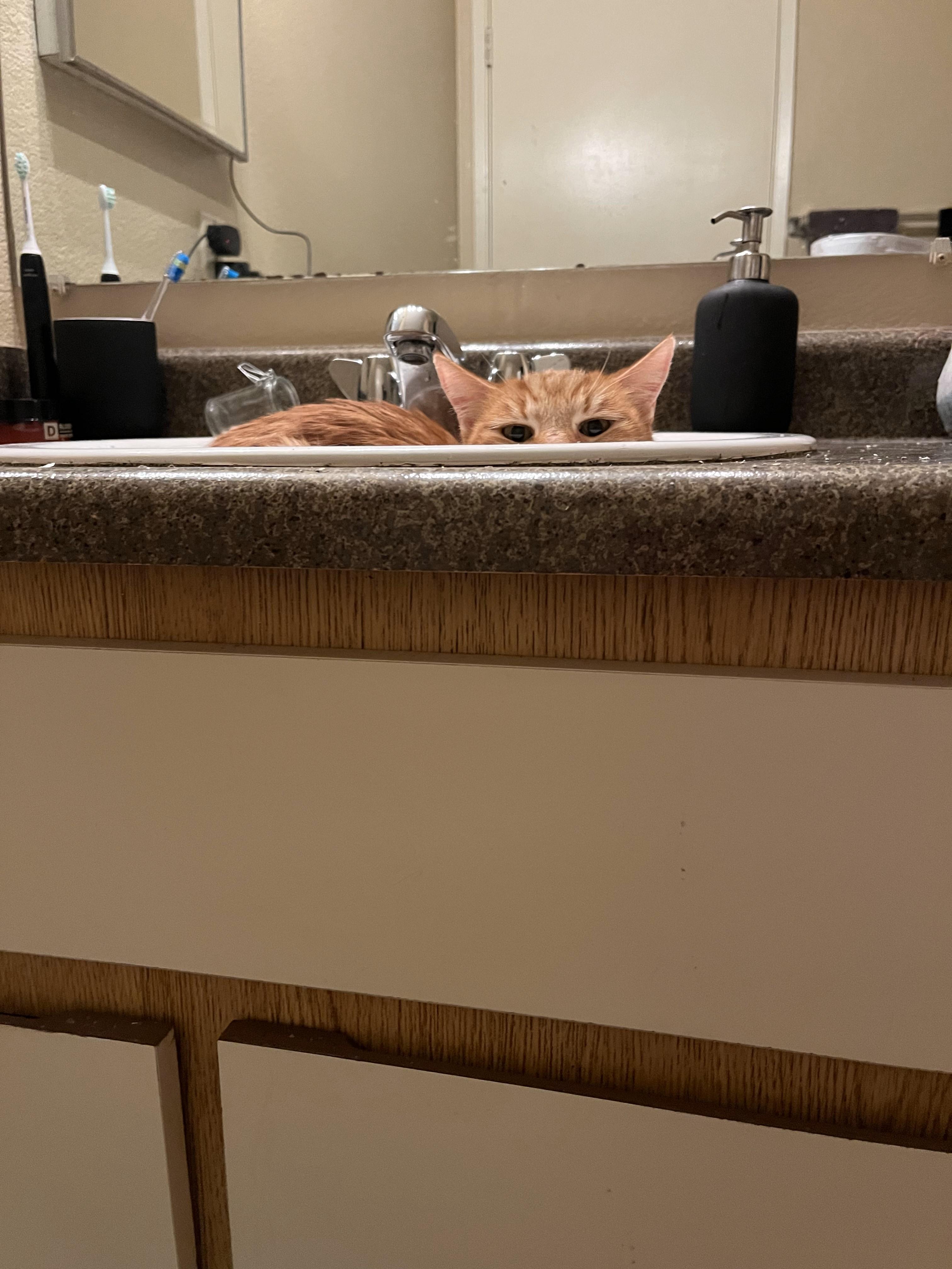 Wesley, an adoptable Domestic Short Hair in Roseville, CA, 95747 | Photo Image 3