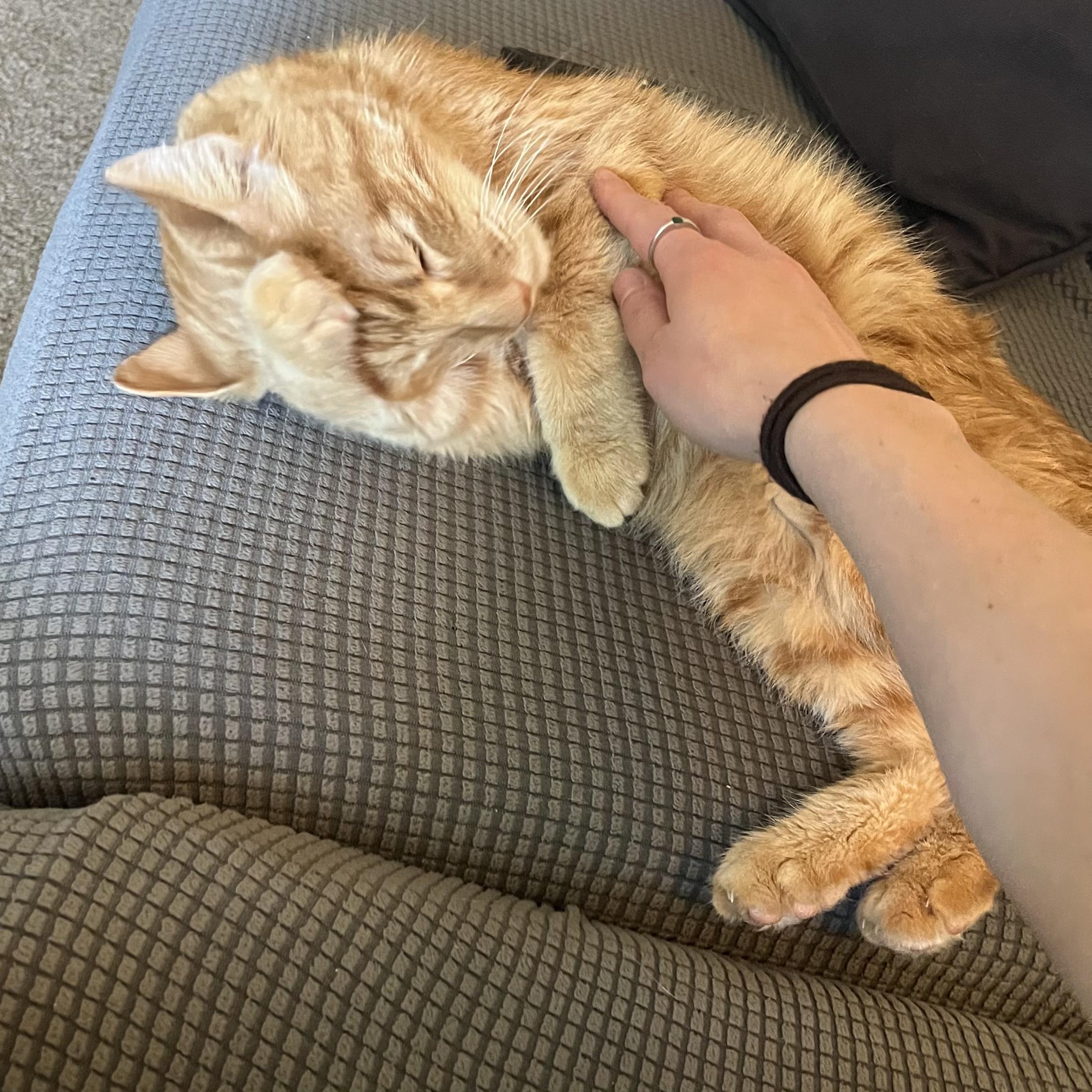 Wesley, an adoptable Domestic Short Hair in Roseville, CA, 95747 | Photo Image 5