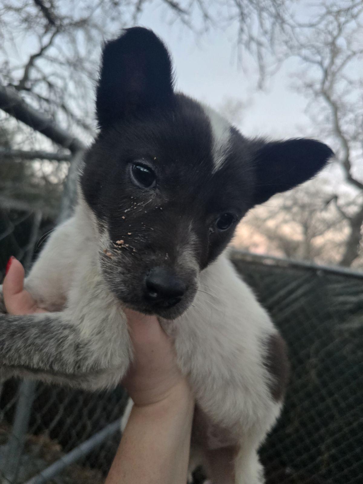 Enlarge Buck, a Adoptable mixed breed in Luling, TX image 2/2
