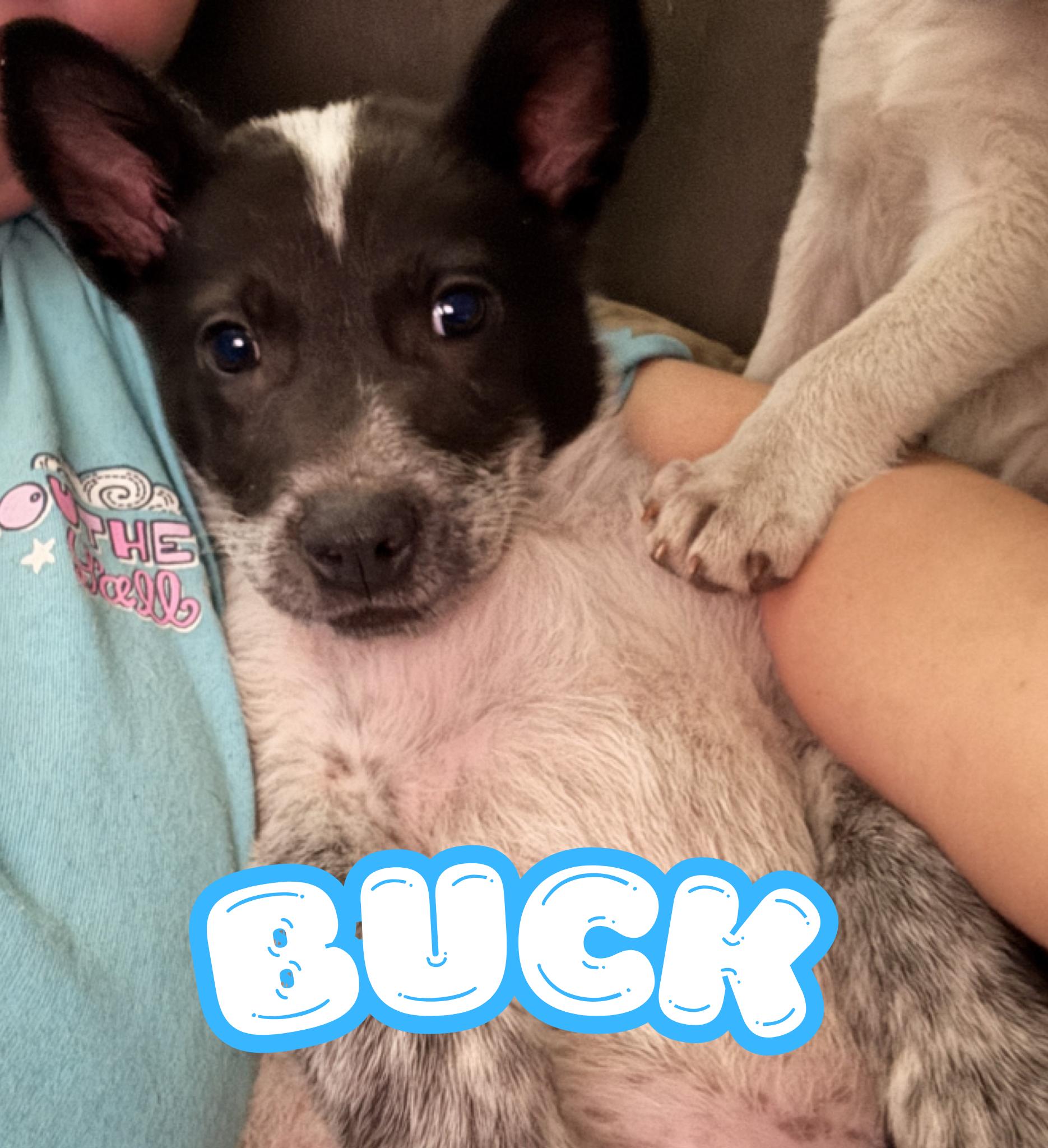 Buck, Adoptable, Young Male Australian Cattle Dog / Blue Heeler & Chihuahua.