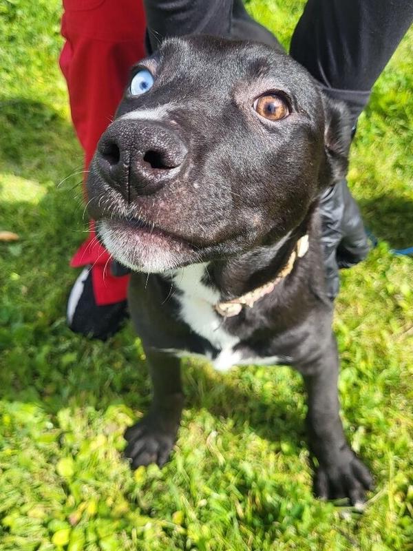 Enlarge alice, a Adoptable mixed breed in Stockton, CA image 1/2