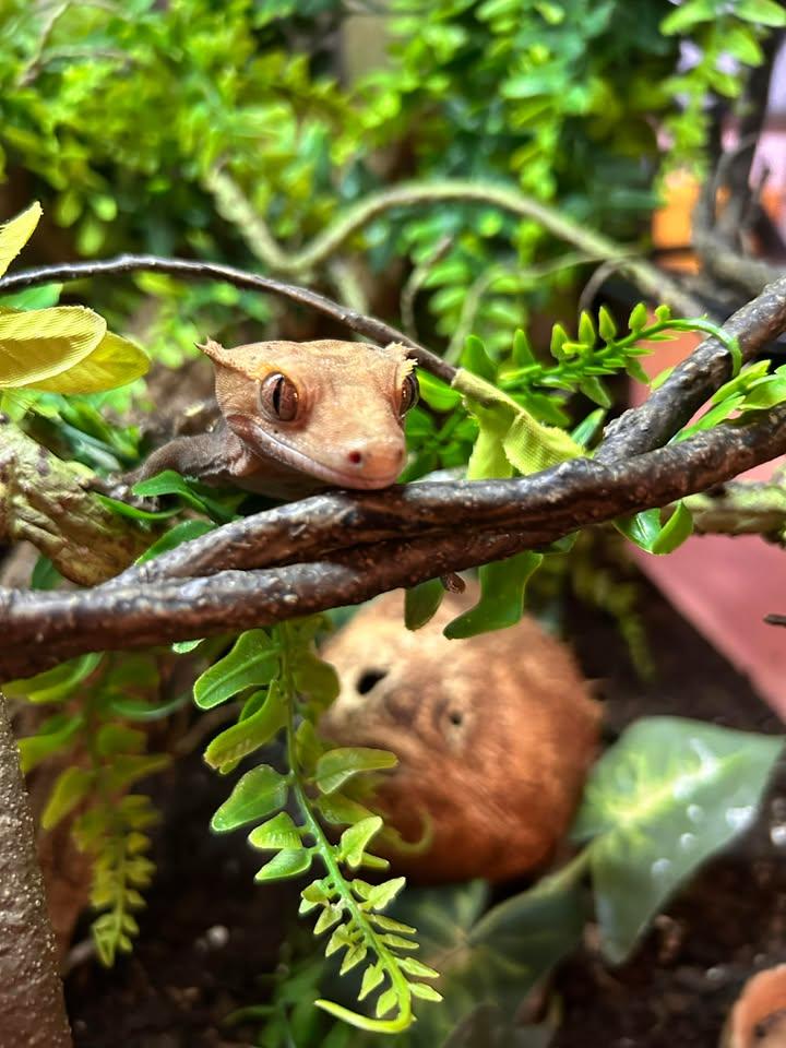 Mango - Crested Gecko, adopted, Adult Male Gecko.