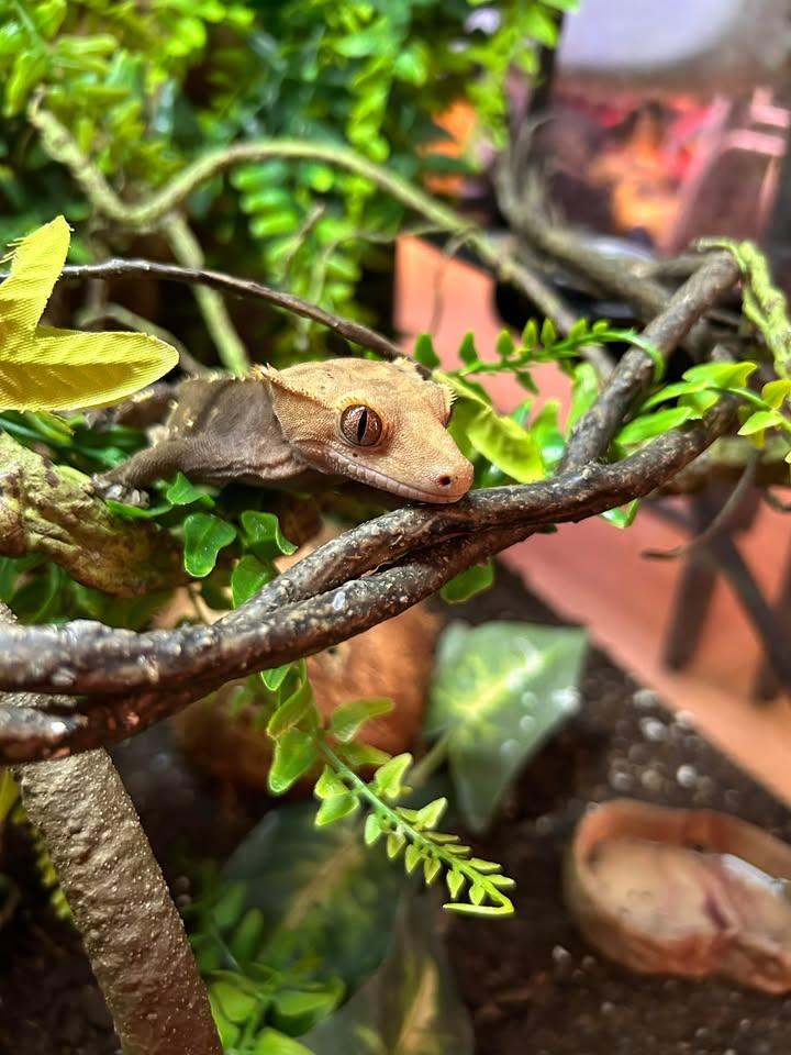 Enlarge Mango - Crested Gecko, a Adoptable Gecko in Greenfield, WI image 3/3