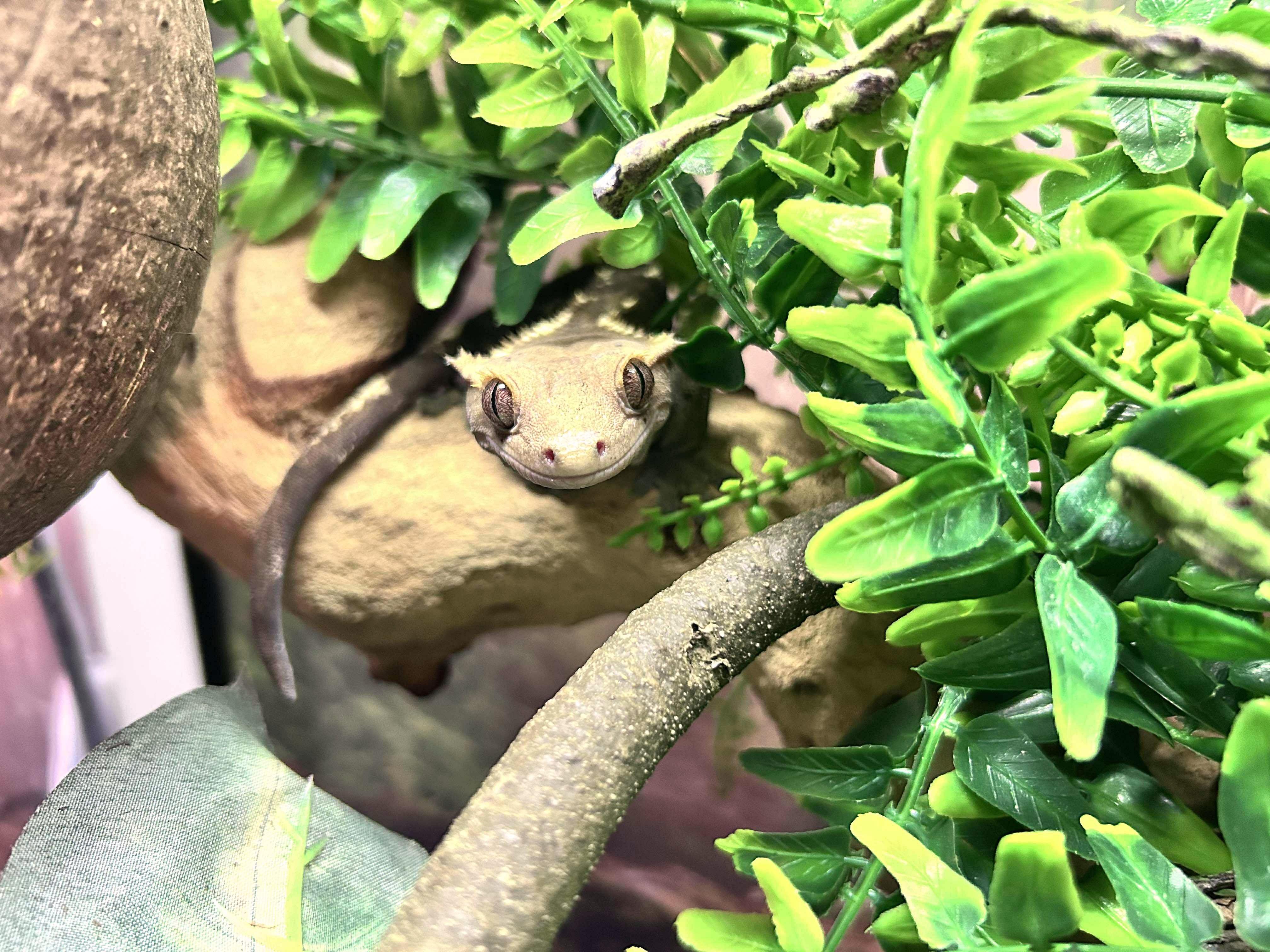 Enlarge Mango - Crested Gecko, a Adoptable Gecko in Greenfield, WI image 2/3