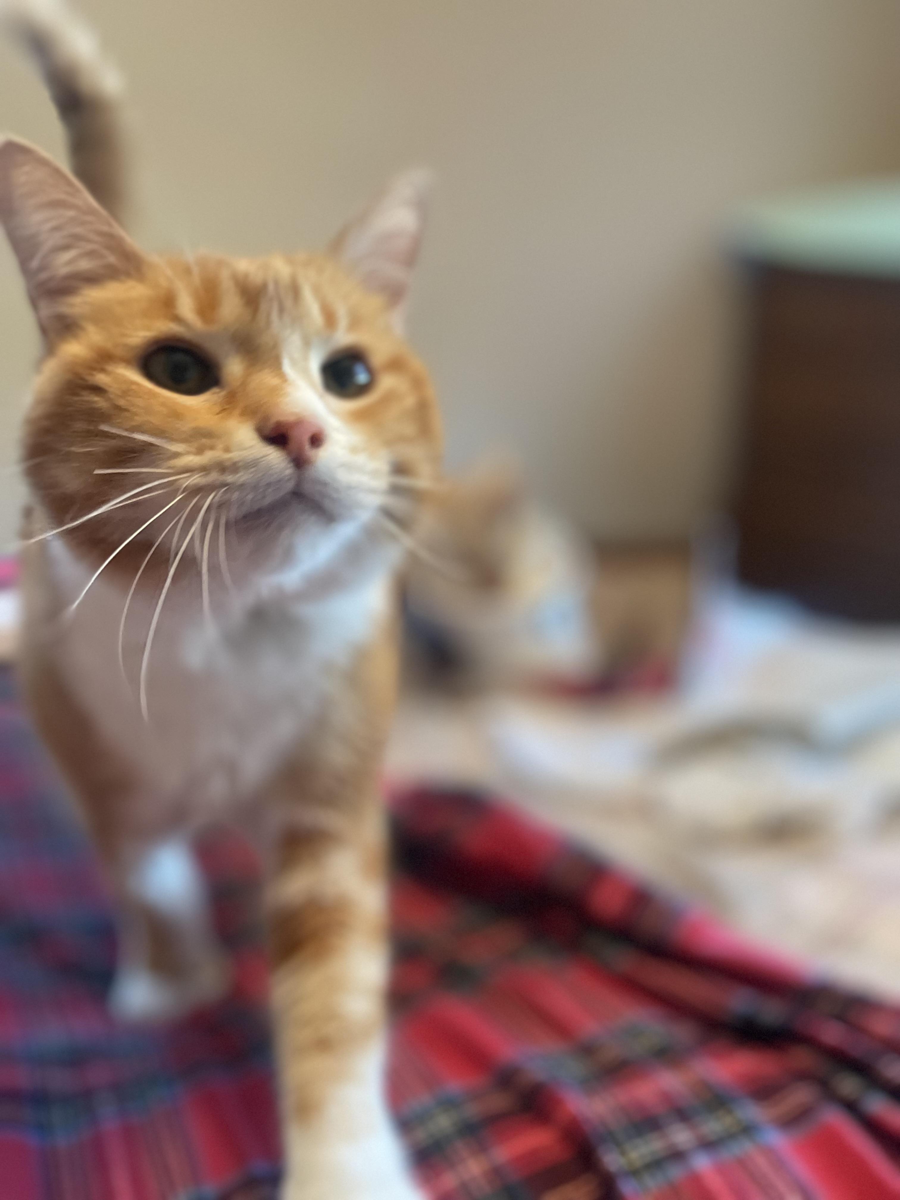 Enlarge Reeses, a Adoptable Domestic Short Hair in Oceanside, CA image 2/6