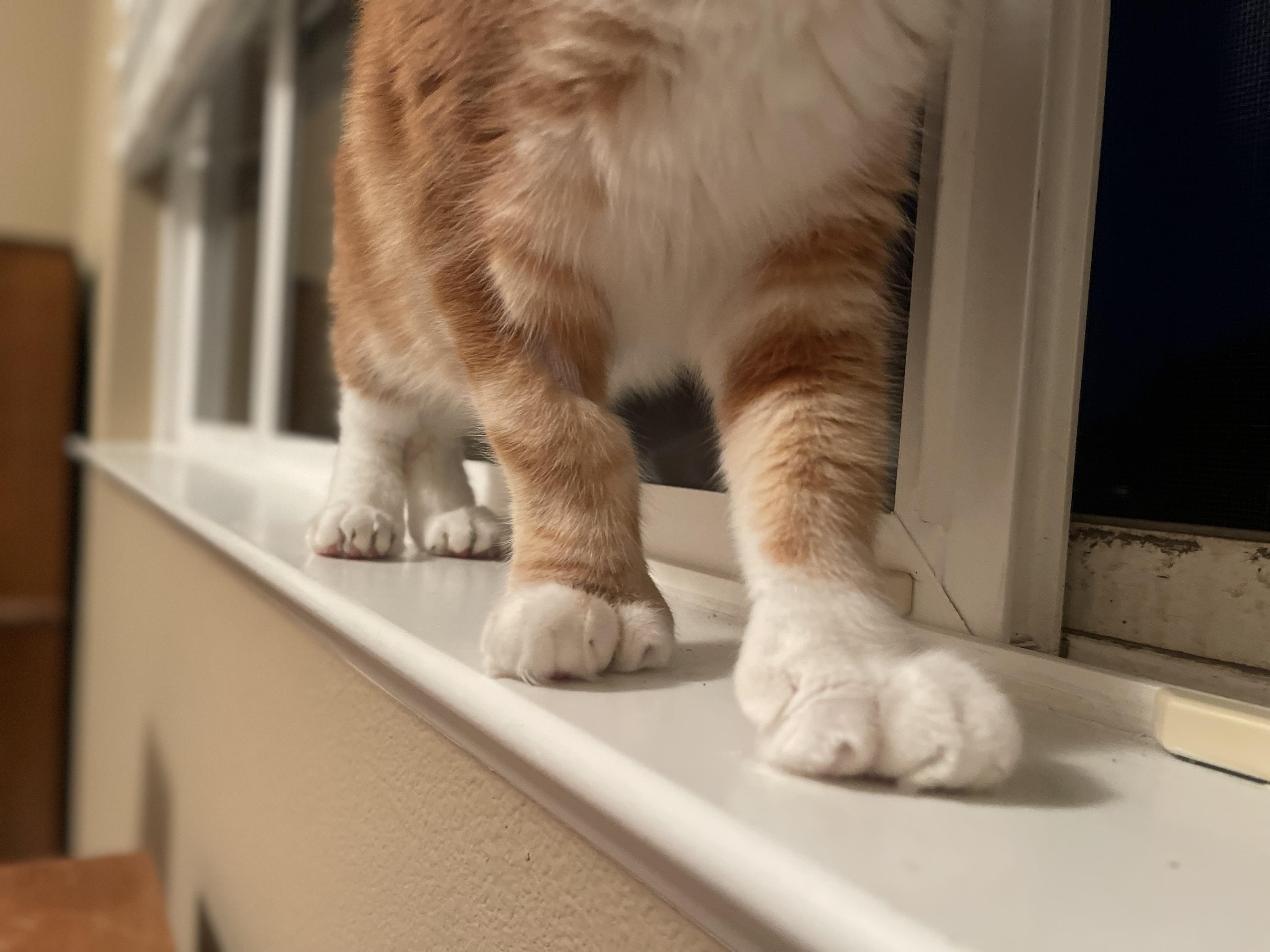 Enlarge Reeses, a Adoptable Domestic Short Hair in Oceanside, CA image 5/6