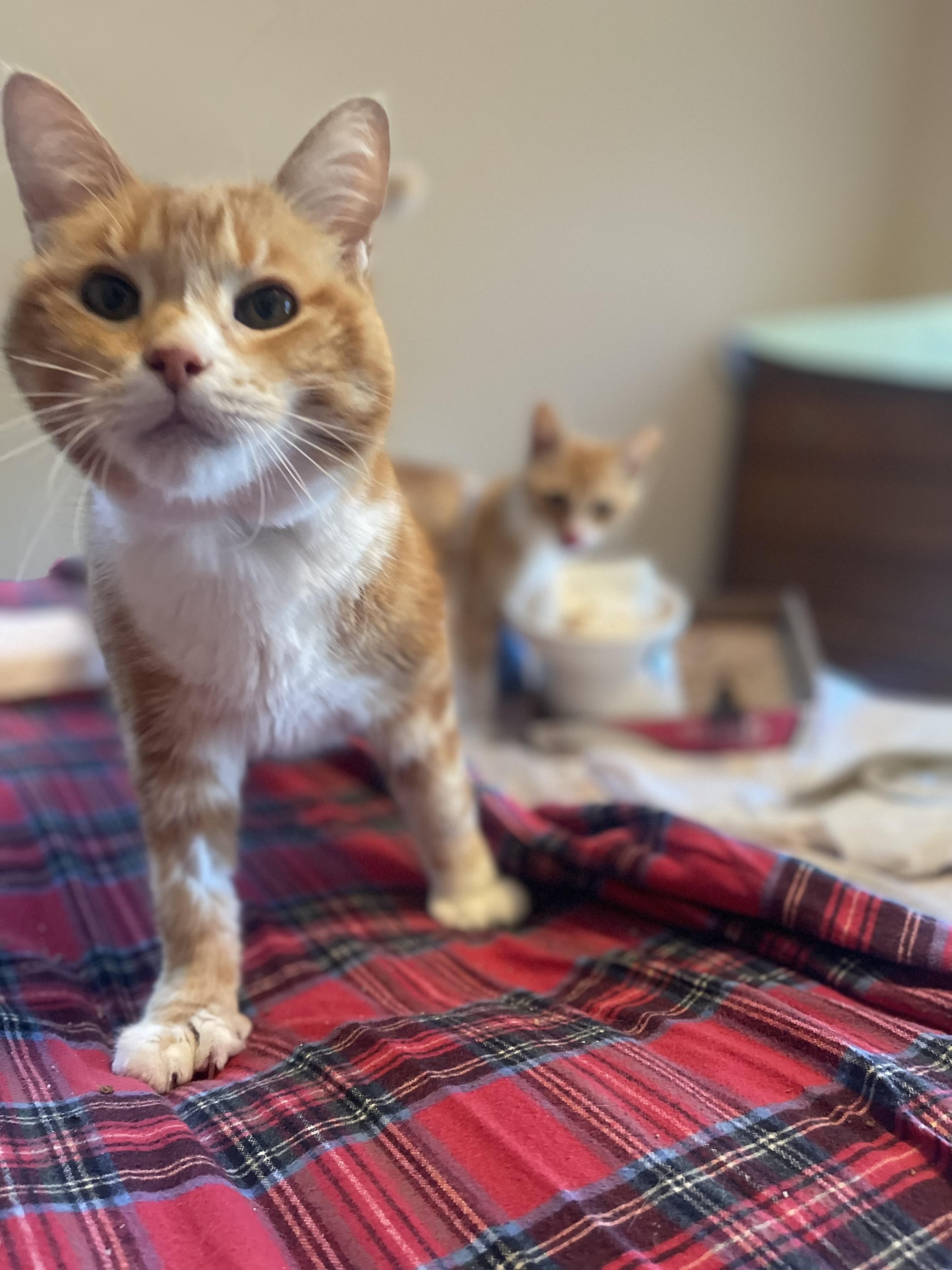 Enlarge Reeses, a Adoptable Domestic Short Hair in Oceanside, CA image 6/6