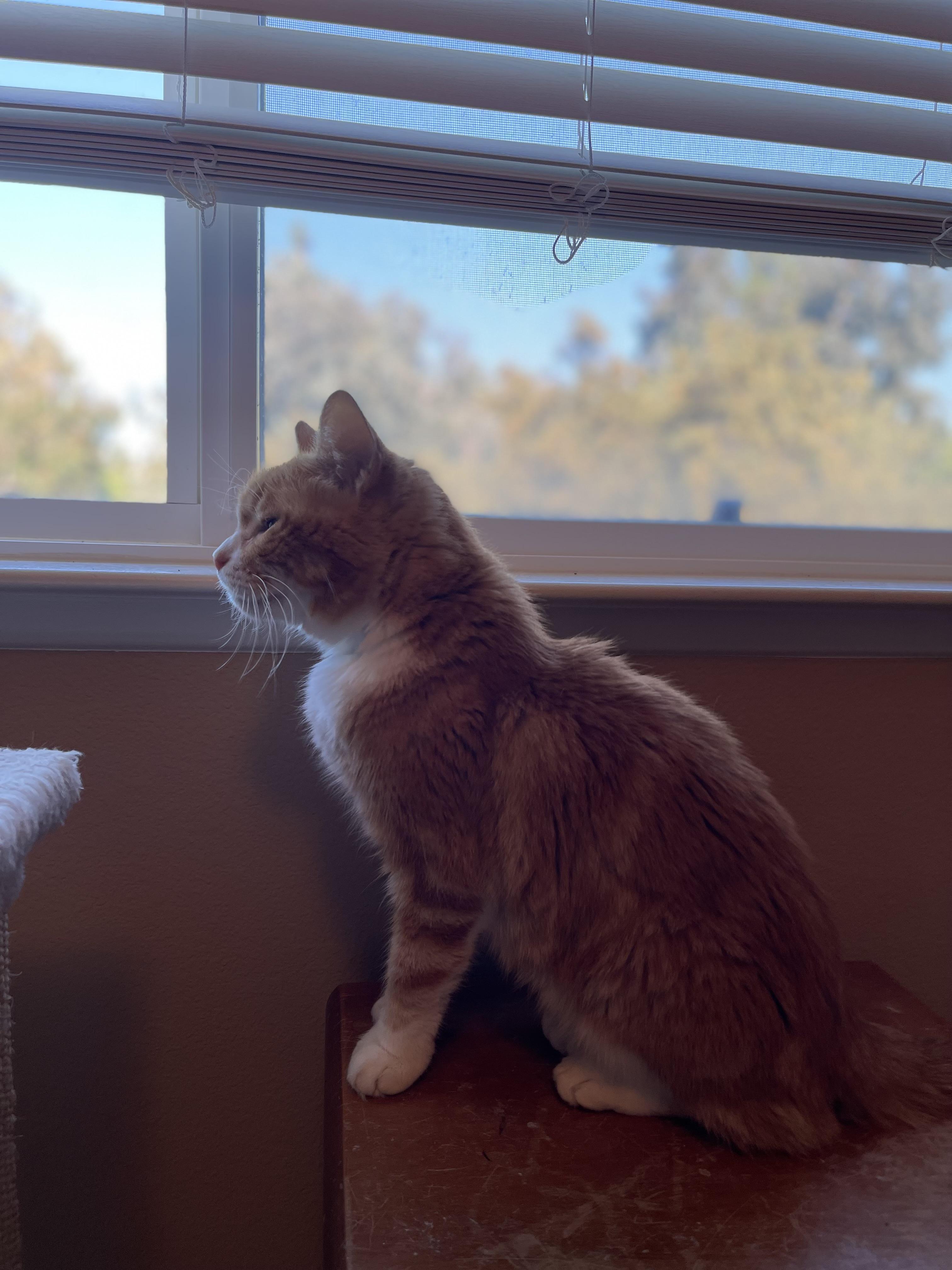 Enlarge Reeses, a Adoptable Domestic Short Hair in Oceanside, CA image 1/6