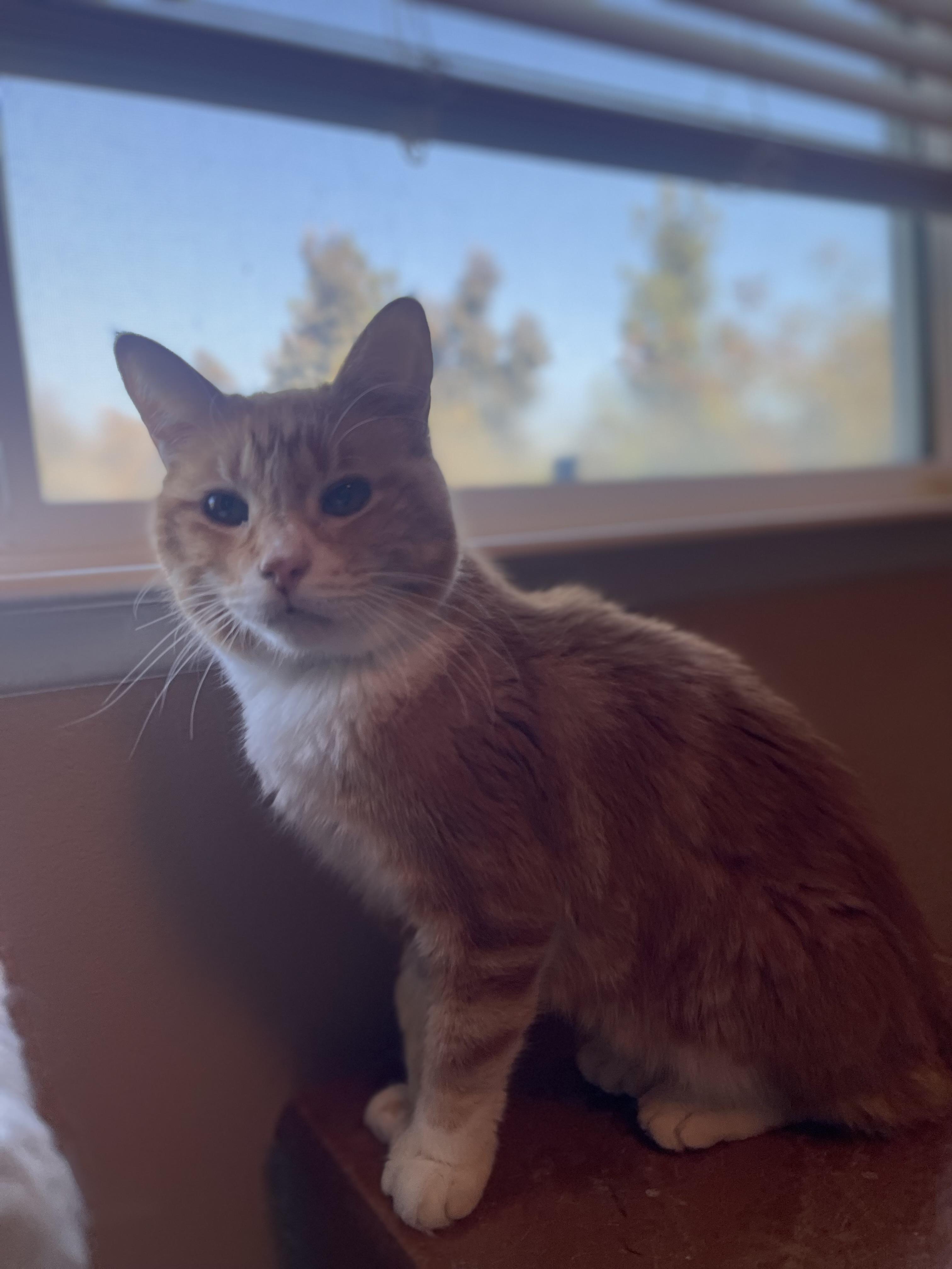 Enlarge Reeses, a Adoptable Domestic Short Hair in Oceanside, CA image 4/6