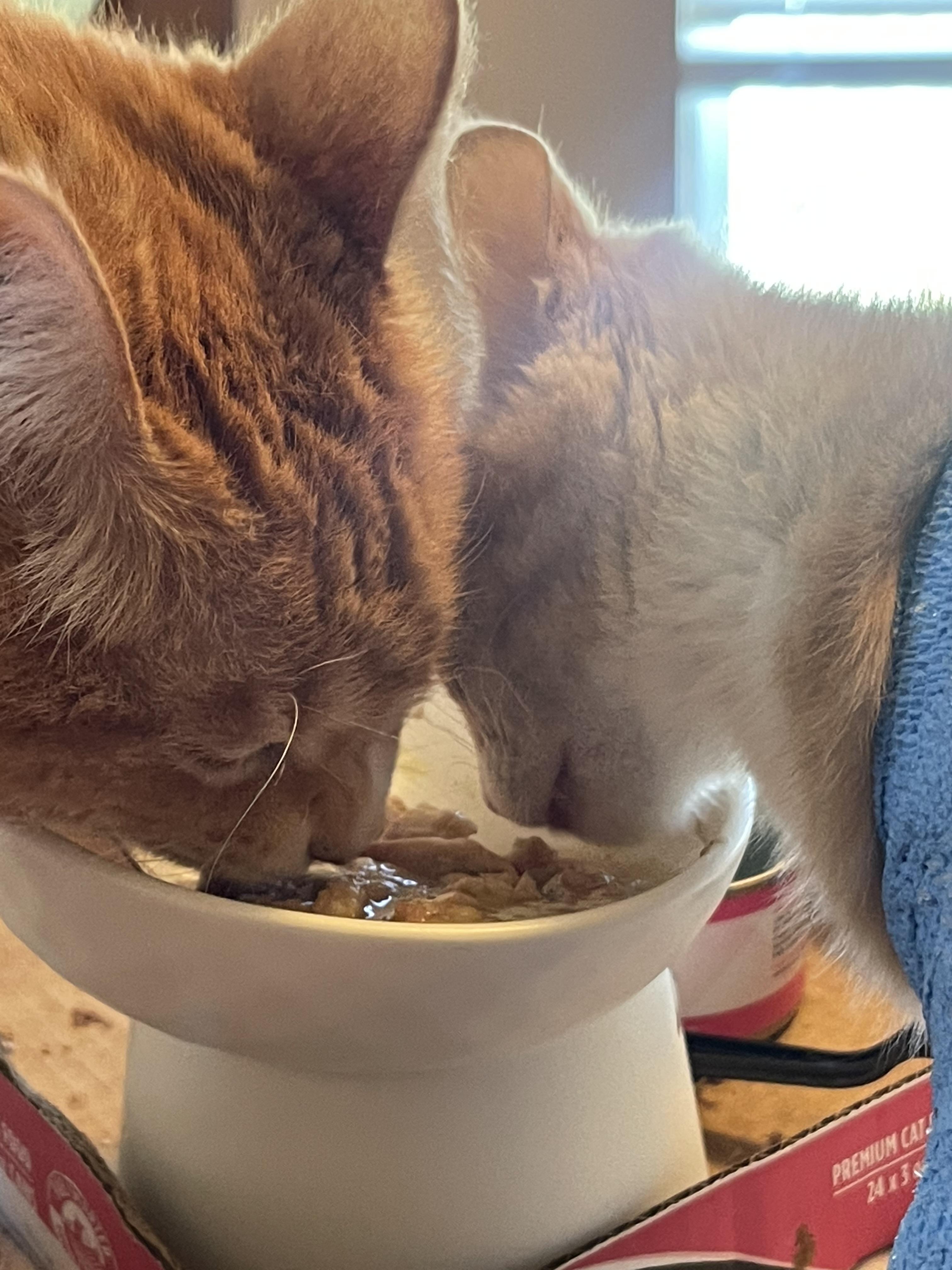 Enlarge Reeses, a Adoptable Domestic Short Hair in Oceanside, CA image 3/6