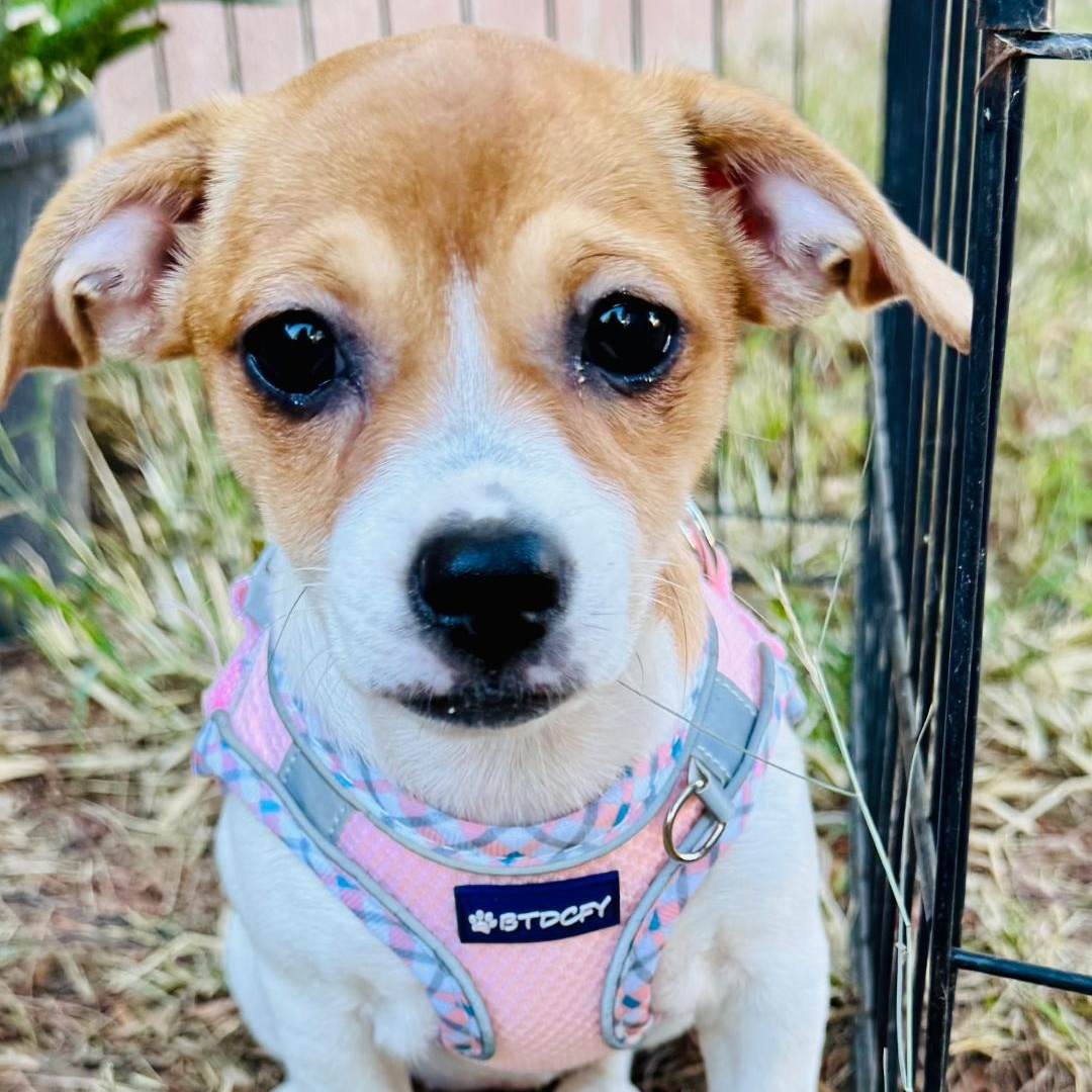 Mia, Adopted, Puppy Female Chihuahua & Jack Russell Terrier.