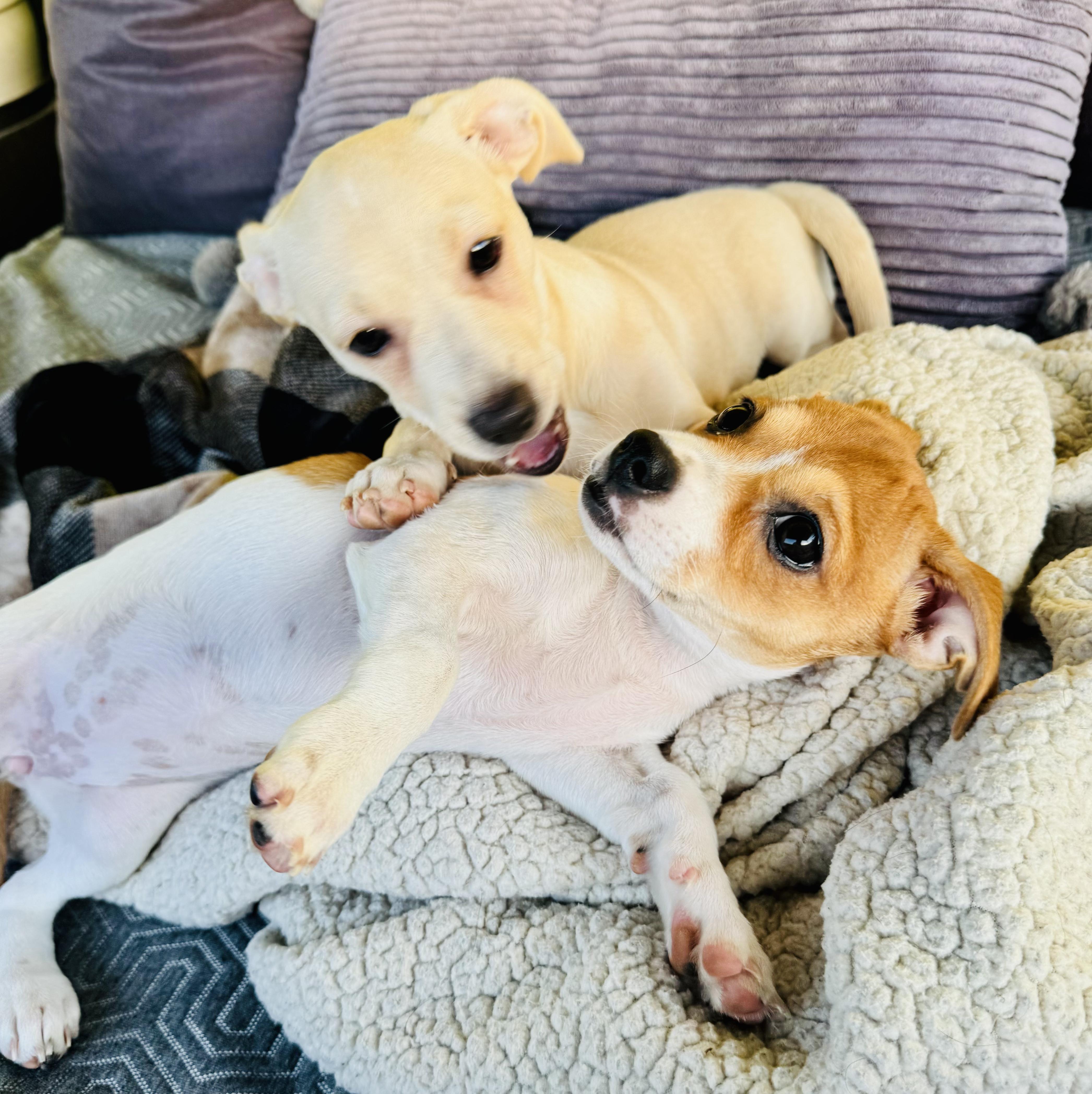 Enlarge Mia, a Adopted mixed breed in Seal Beach, CA image 3/6