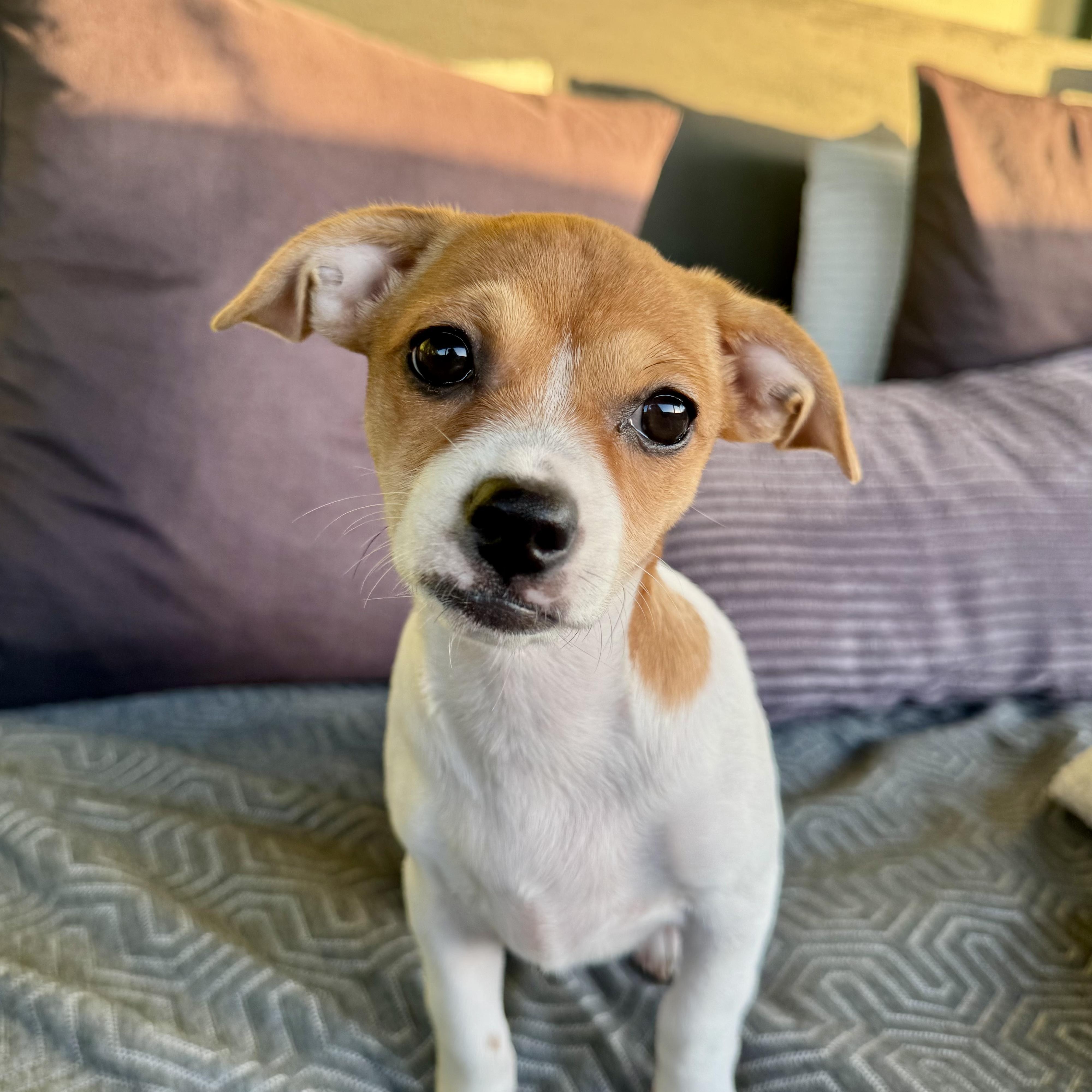 Enlarge Mia, a Adopted mixed breed in Seal Beach, CA image 4/6