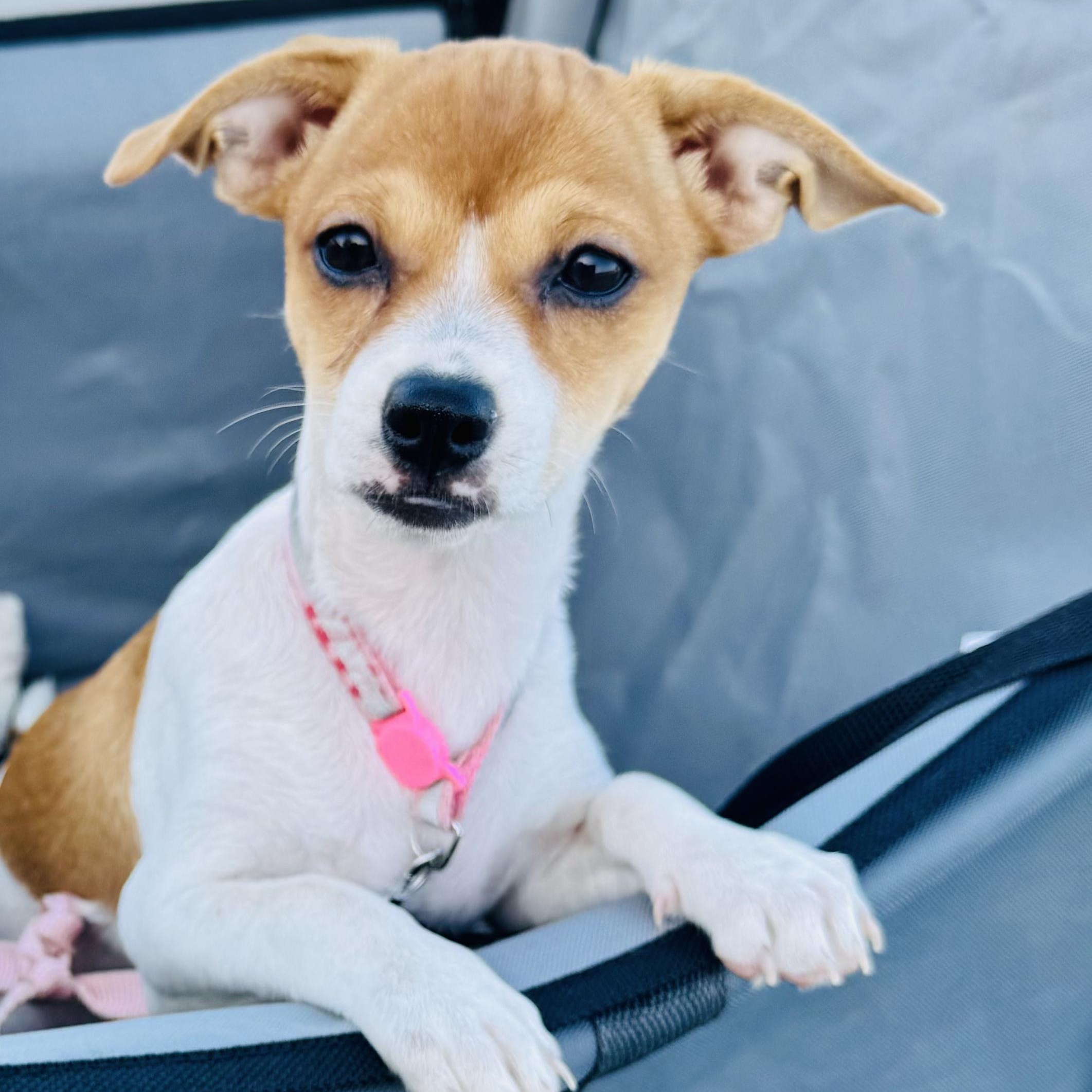 Enlarge Mia, a Adopted mixed breed in Seal Beach, CA image 2/6