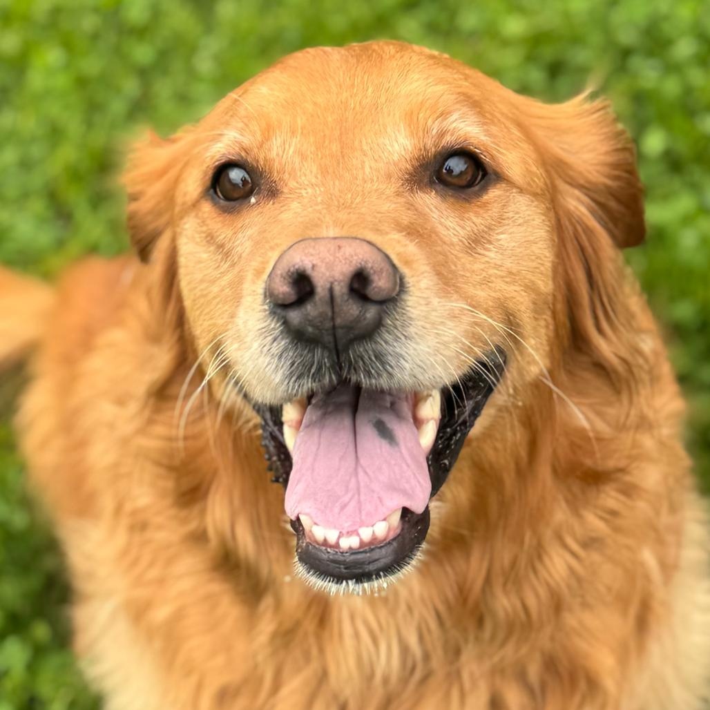 Enlarge Denaka, a ADOPTABLE Golden Retriever in Danbury, CT image 1/5