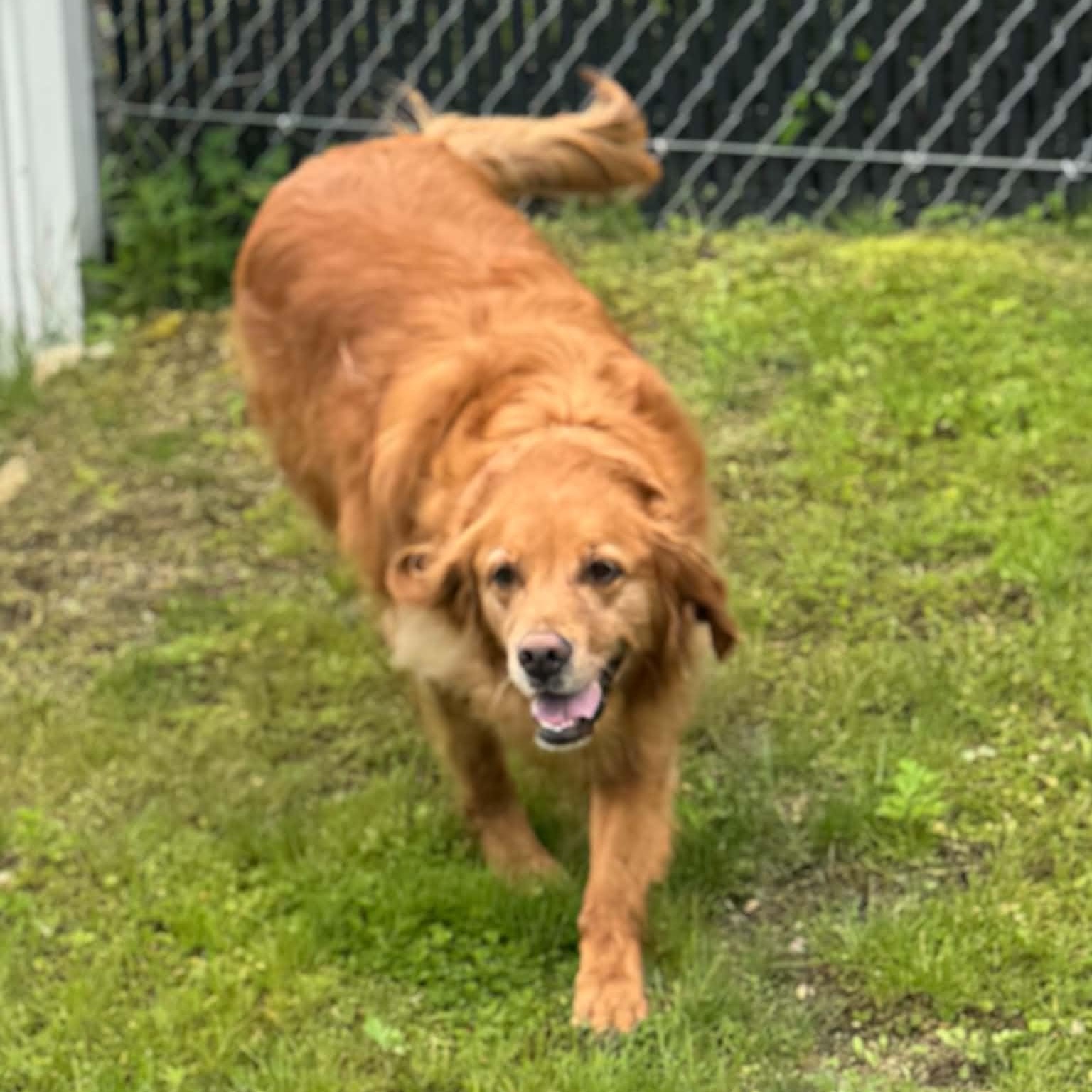 Enlarge Denaka, a ADOPTABLE Golden Retriever in Danbury, CT image 2/5