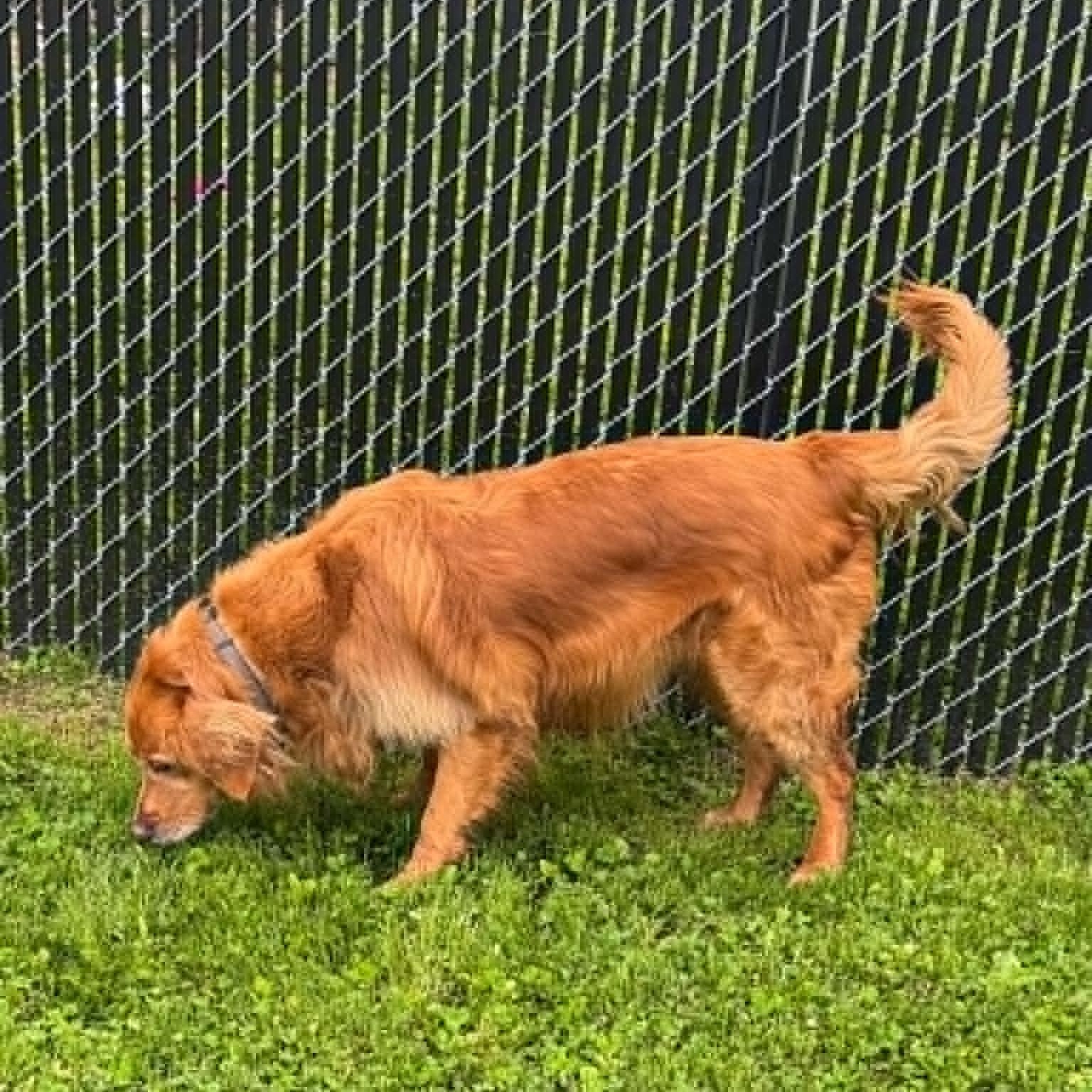 Enlarge Denaka, a ADOPTABLE Golden Retriever in Danbury, CT image 3/5
