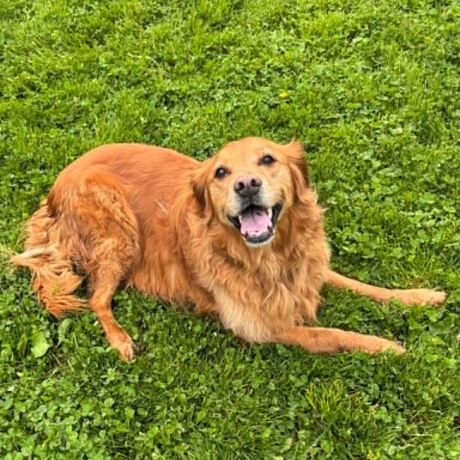 Enlarge Denaka, a ADOPTABLE Golden Retriever in Danbury, CT image 5/5