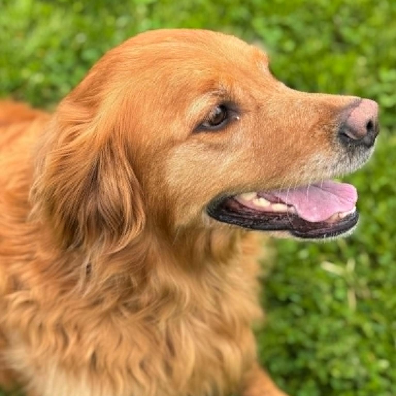 Enlarge Denaka, a ADOPTABLE Golden Retriever in Danbury, CT image 4/5