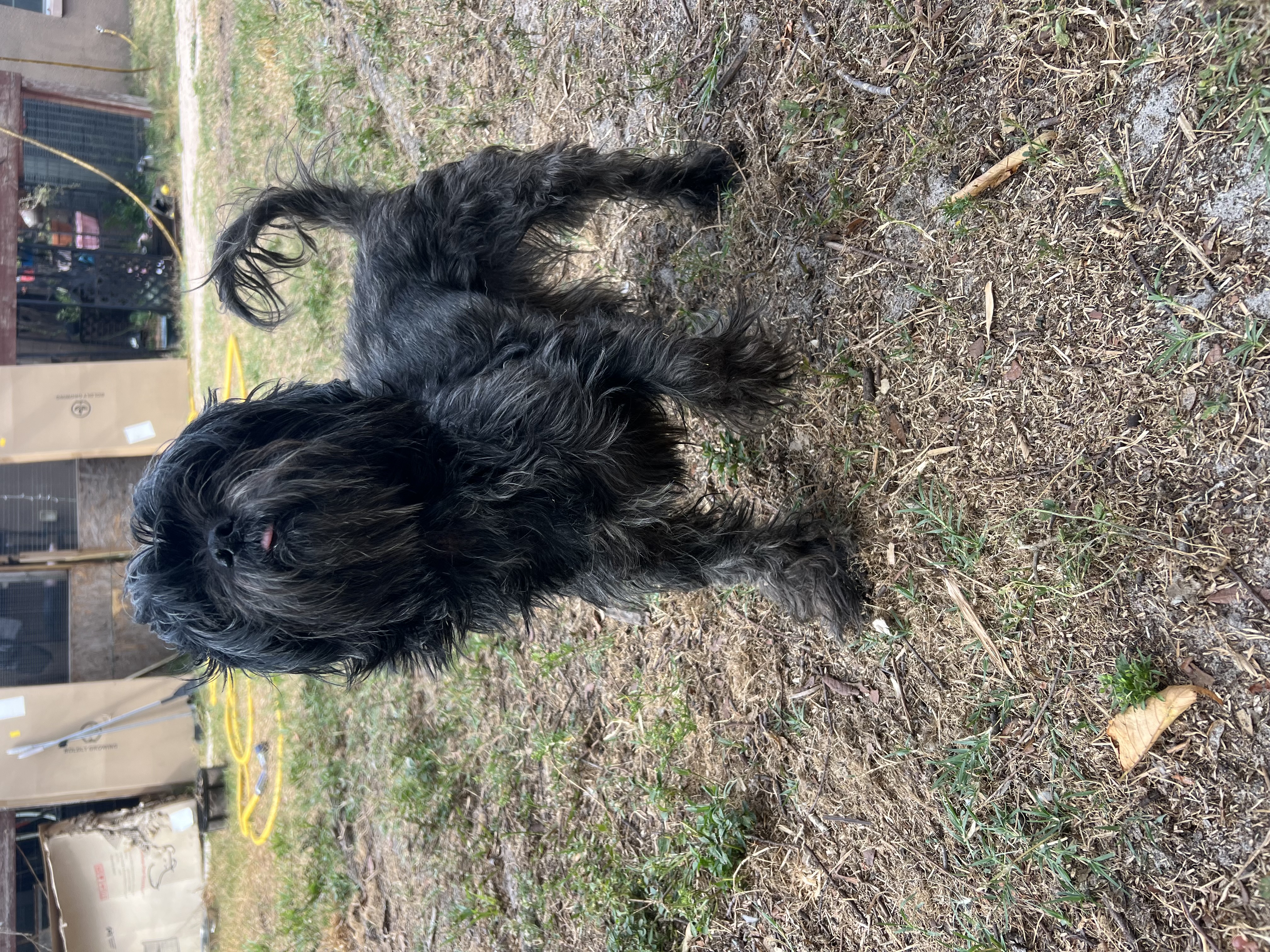Pepper photo 2