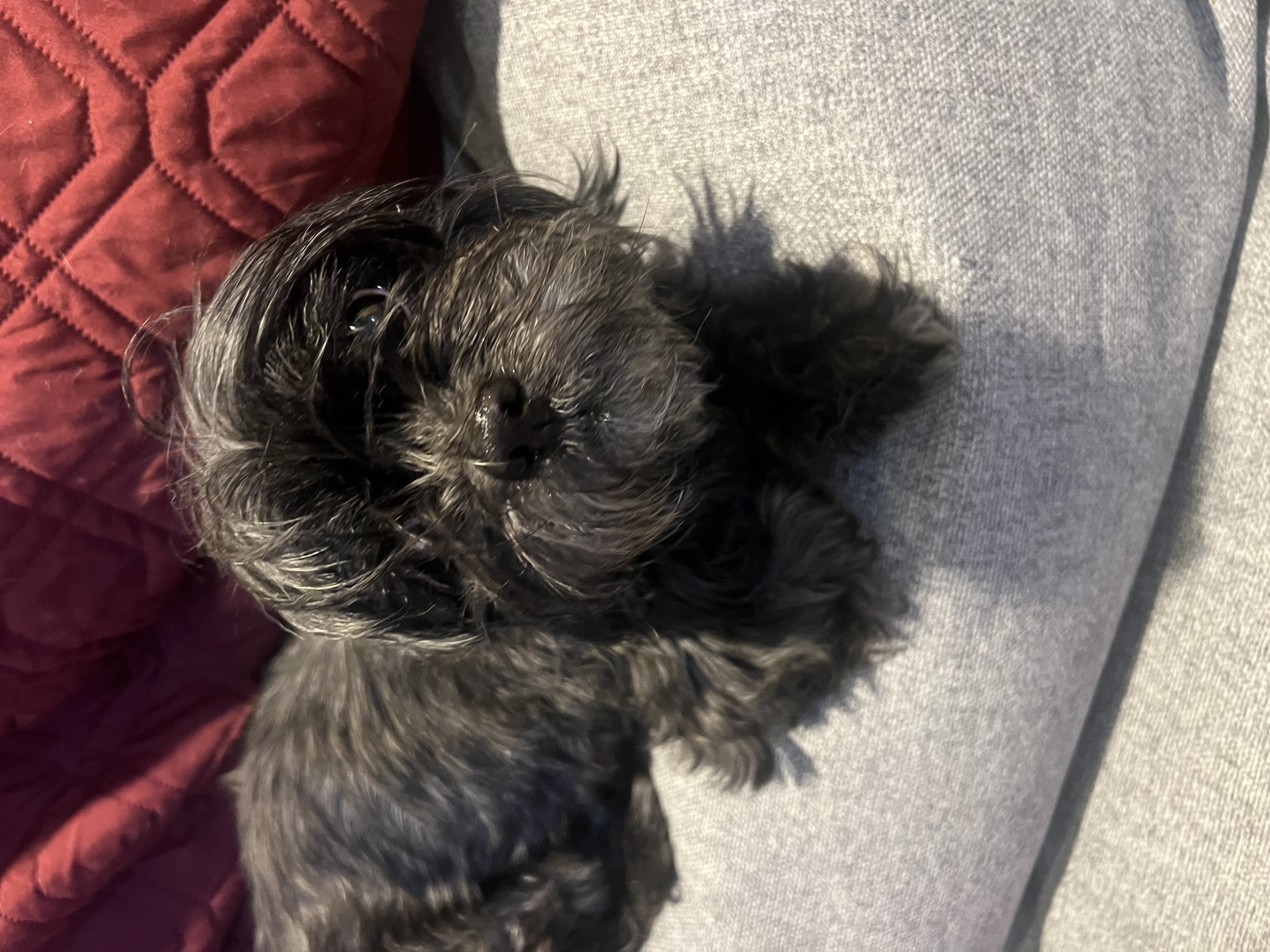Pepper photo 4