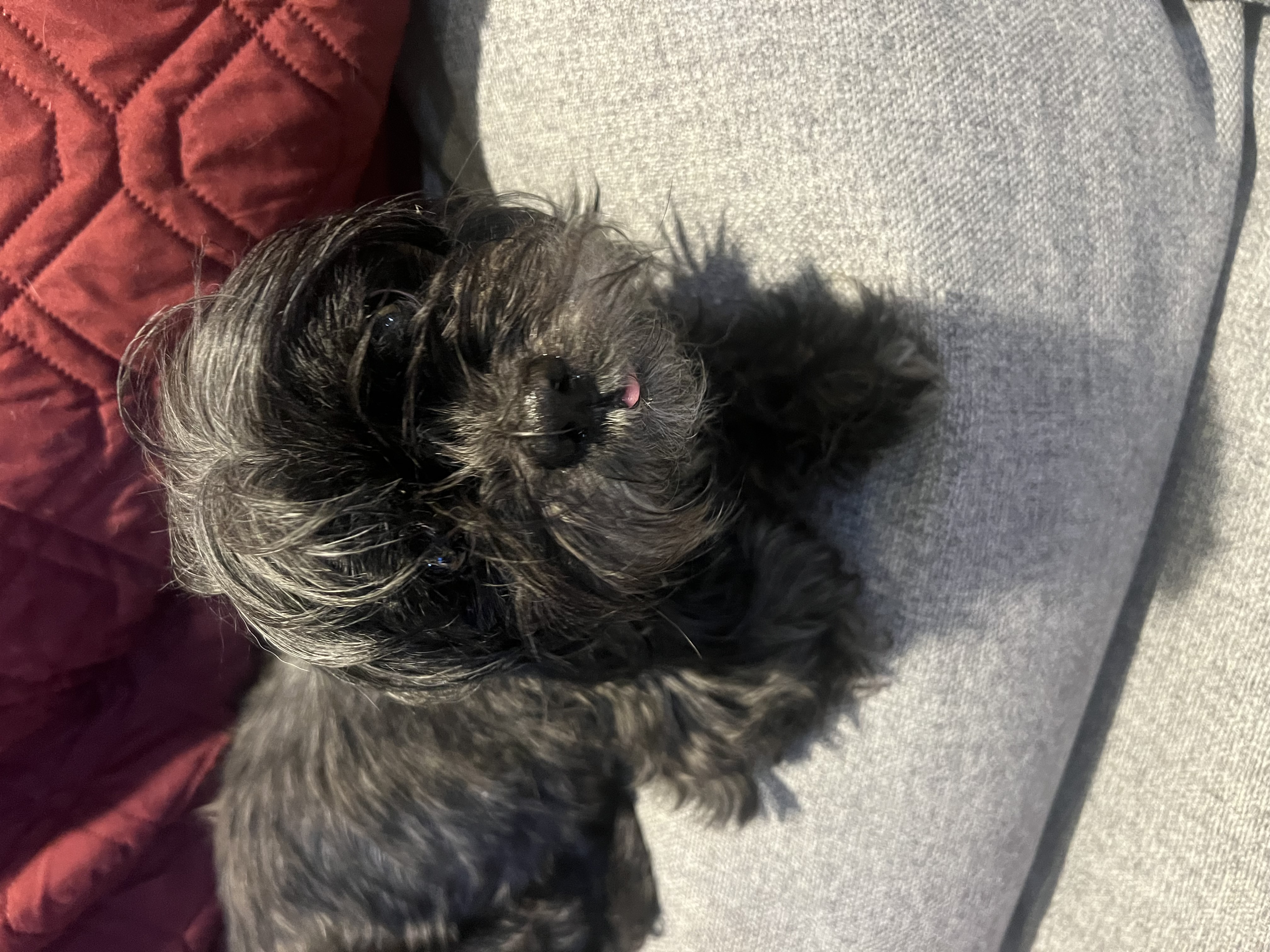 Pepper, Adult Female Shih Tzu